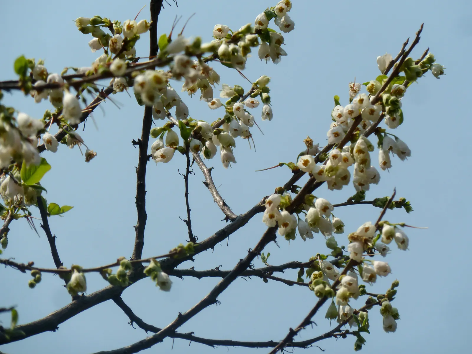 Carolina Silverbell (Halesia Carolina) — Ideal for mixed borders and woodland garden settings; each flower is roughly 1 inch in length and emerges from April