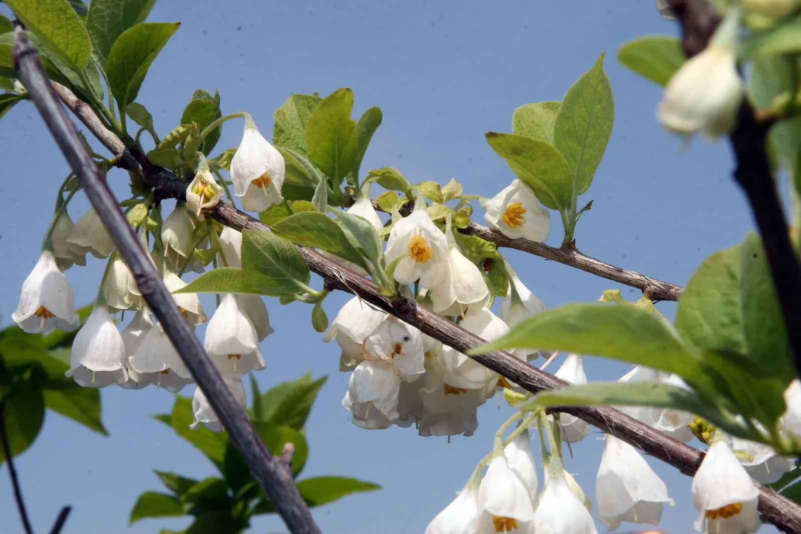 Carolina Silverbell (Halesia Carolina) — defining its stately yet manageable stature in the landscape.<br><br>Graceful and refined