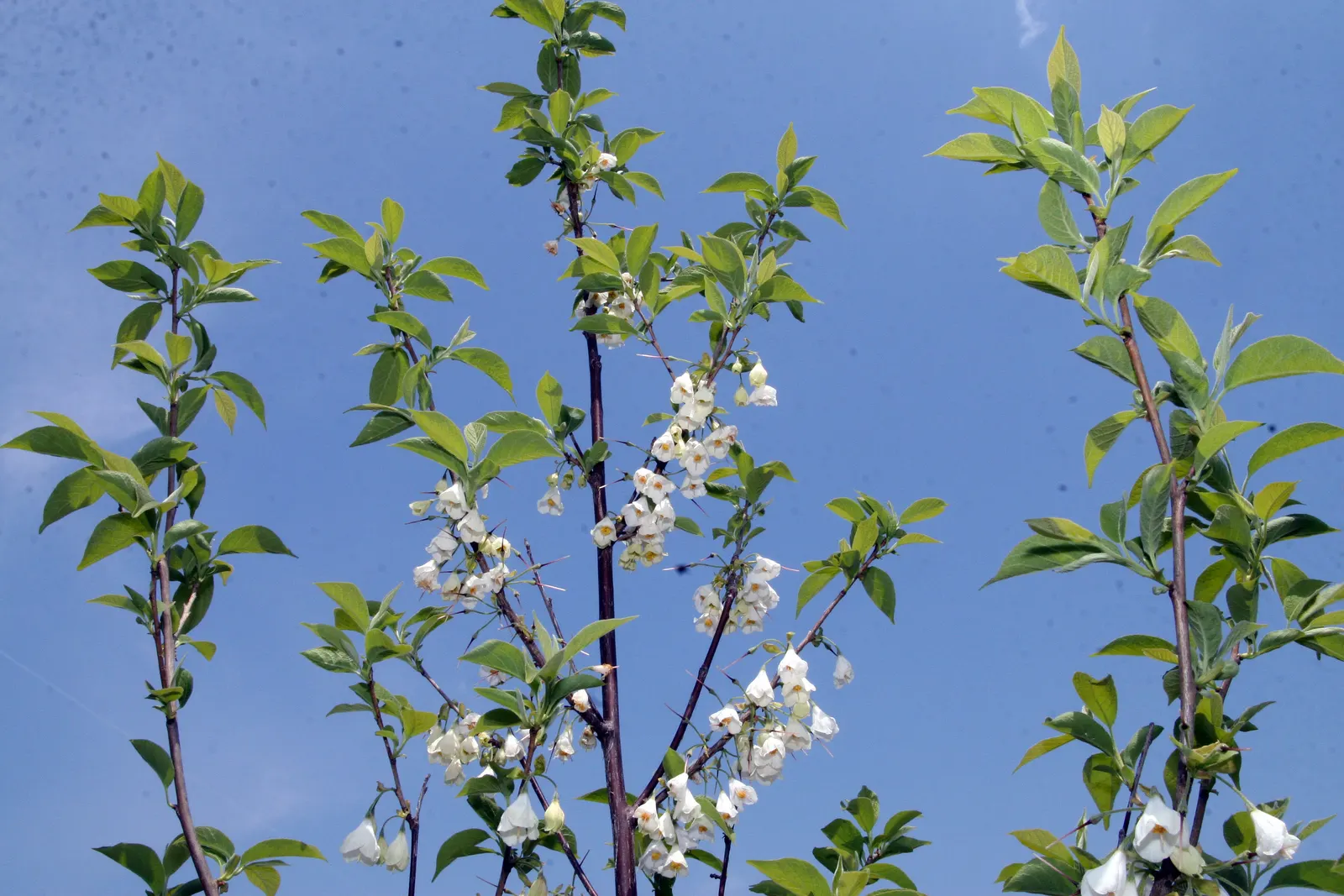 Carolina Silverbell (Halesia Carolina) — this deciduous tree typically reaches a height of 30 to 40 feet with a spread of 20 to 35 feet