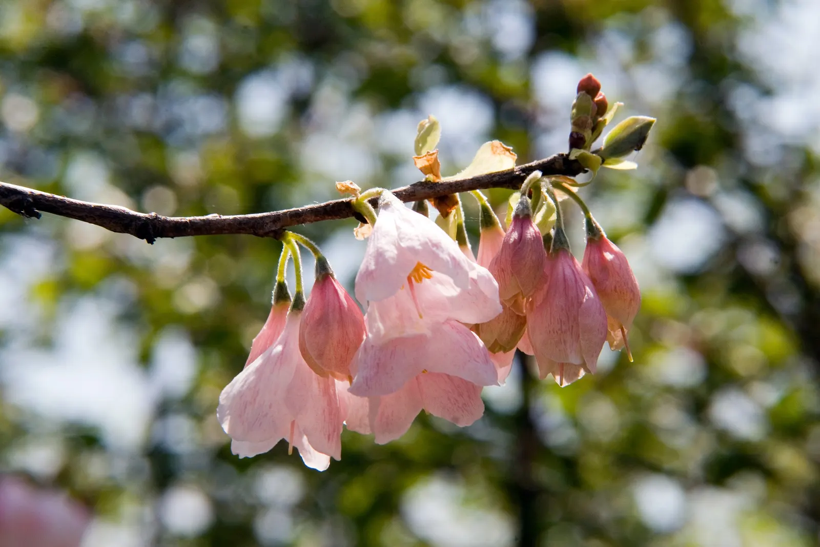 Carolina Silverbell (Halesia Carolina) — accommodate space for both vertical and horizontal growth; in autumn, it exhibits a yellow foliage coloration, adding