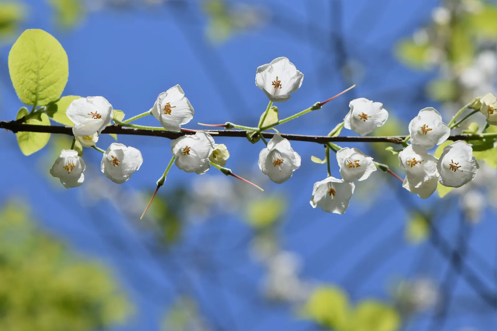 Carolina Silverbell (Halesia Carolina) — Halesia carolina thrives in well-drained; the foliage is equally appealing