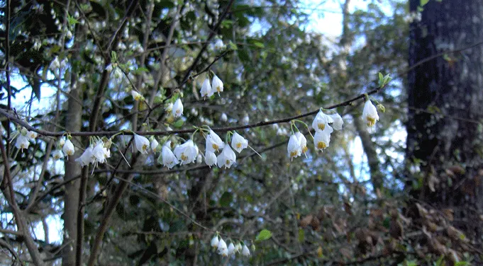 Carolina Silverbell (Halesia Carolina) — In autumn, it exhibits a yellow foliage coloration, adding seasonal interest; is a cherished ornamental tree