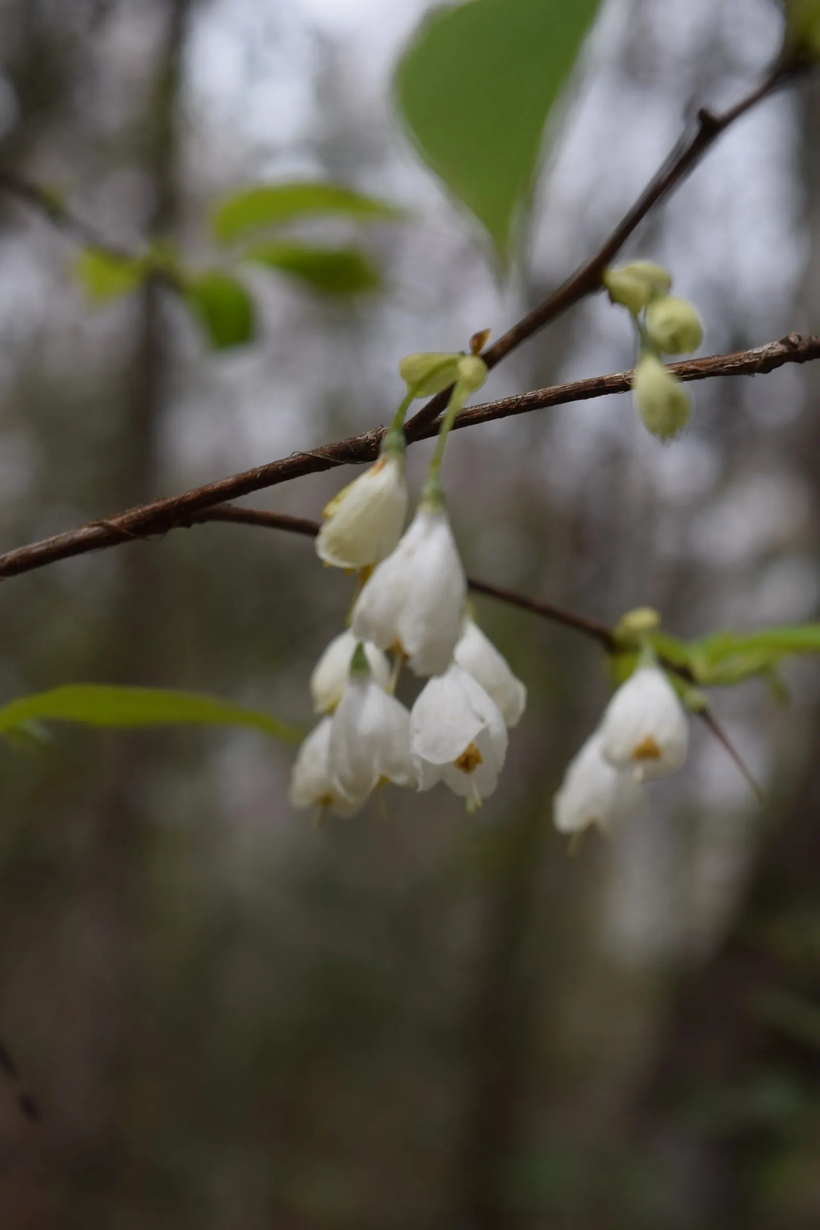 Carolina Silverbell (Halesia Carolina) — These delicate blossoms dangle from the branches, creating a whimsical, enchanting effect