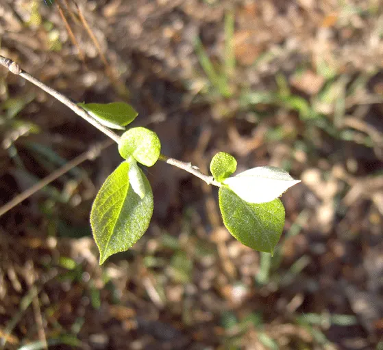Carolina Silverbell (Halesia Carolina) — white flowers in the garden; defining its stately yet manageable stature in the landscape.<br><br>Graceful and refined
