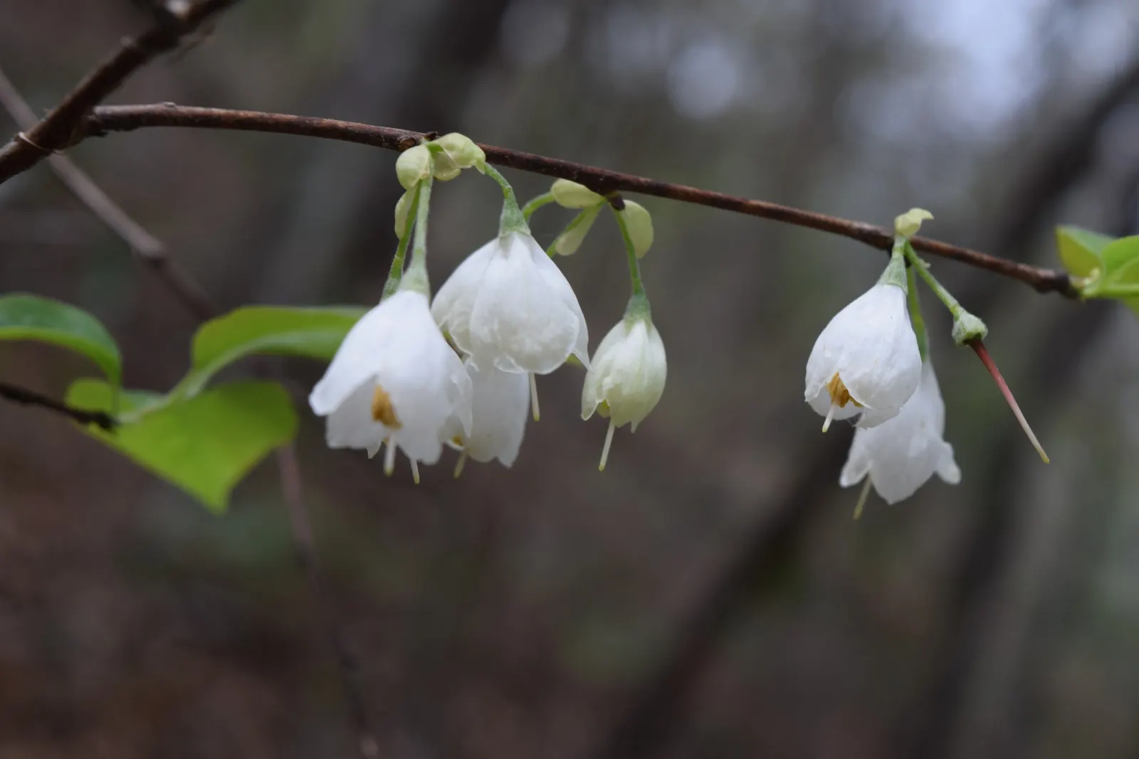 Carolina Silverbell (Halesia Carolina) — making it versatile in landscape design