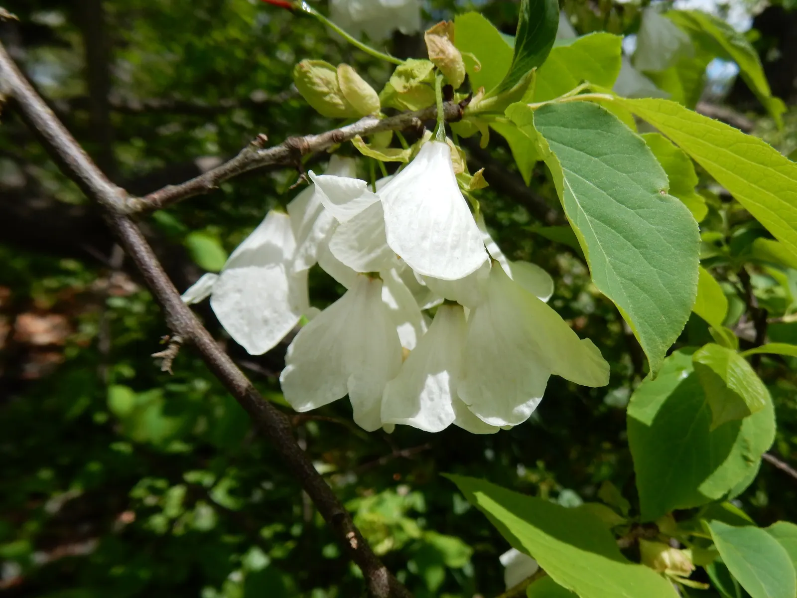 Carolina Silverbell (Halesia Carolina) — valued for its superb spring display and attractive foliage; ideal for mixed borders and woodland garden settings