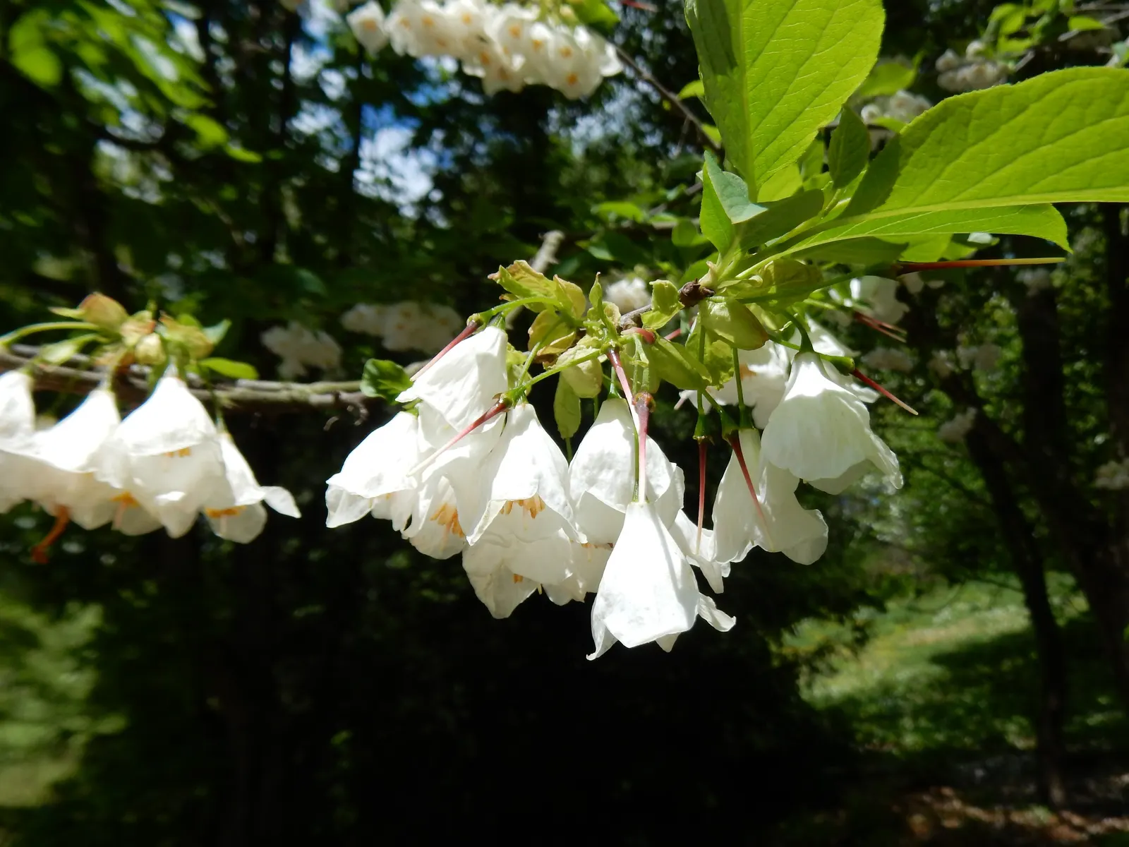 Carolina Silverbell (Halesia Carolina) — The Carolina Silverbell, Halesia carolina, is a deciduous, understory tree, reaching heights of 30-40 ft; it adapts to