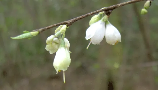 Carolina Silverbell (Halesia Carolina) — Its notable feature is the delicate, bell-shaped white flowers dangling in April-May; hardy in USDA zones, image 62