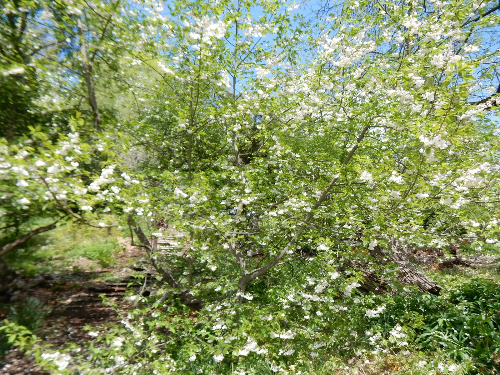 Carolina Silverbell (Halesia Carolina) — oblong seed pods that also hold visual interest