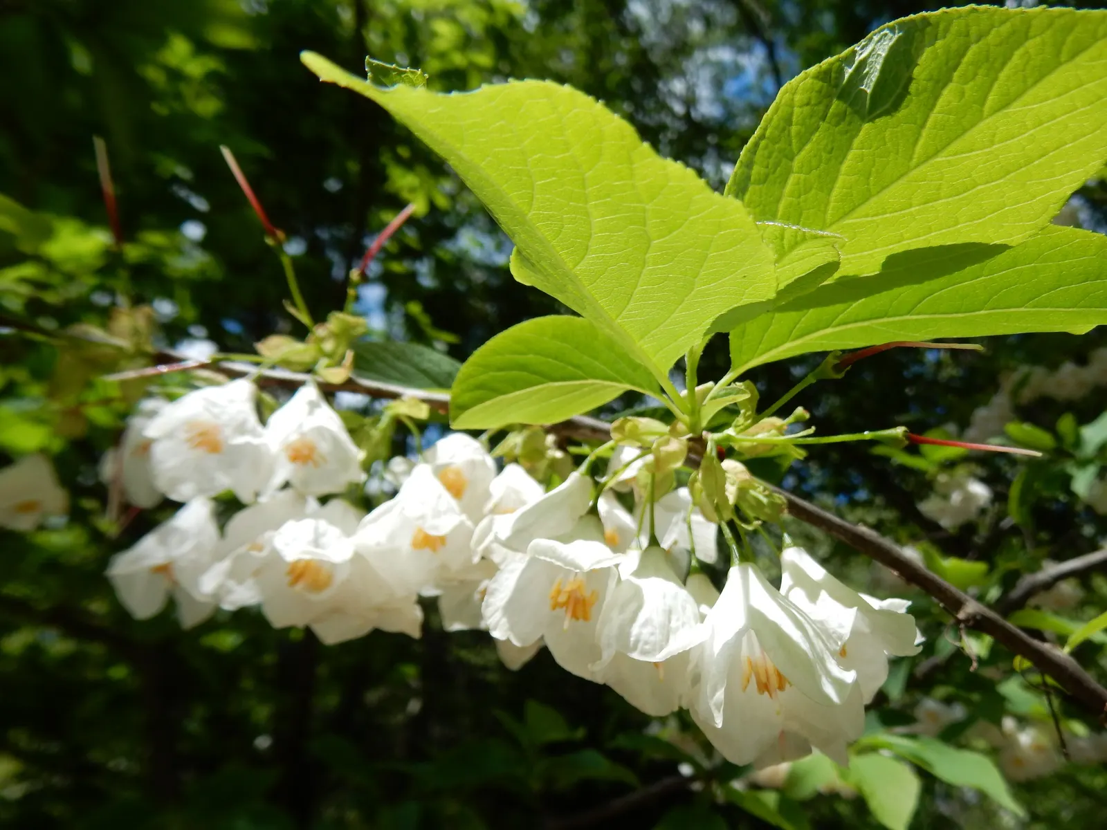 Carolina Silverbell (Halesia Carolina) — accommodate space for both vertical and horizontal growth
