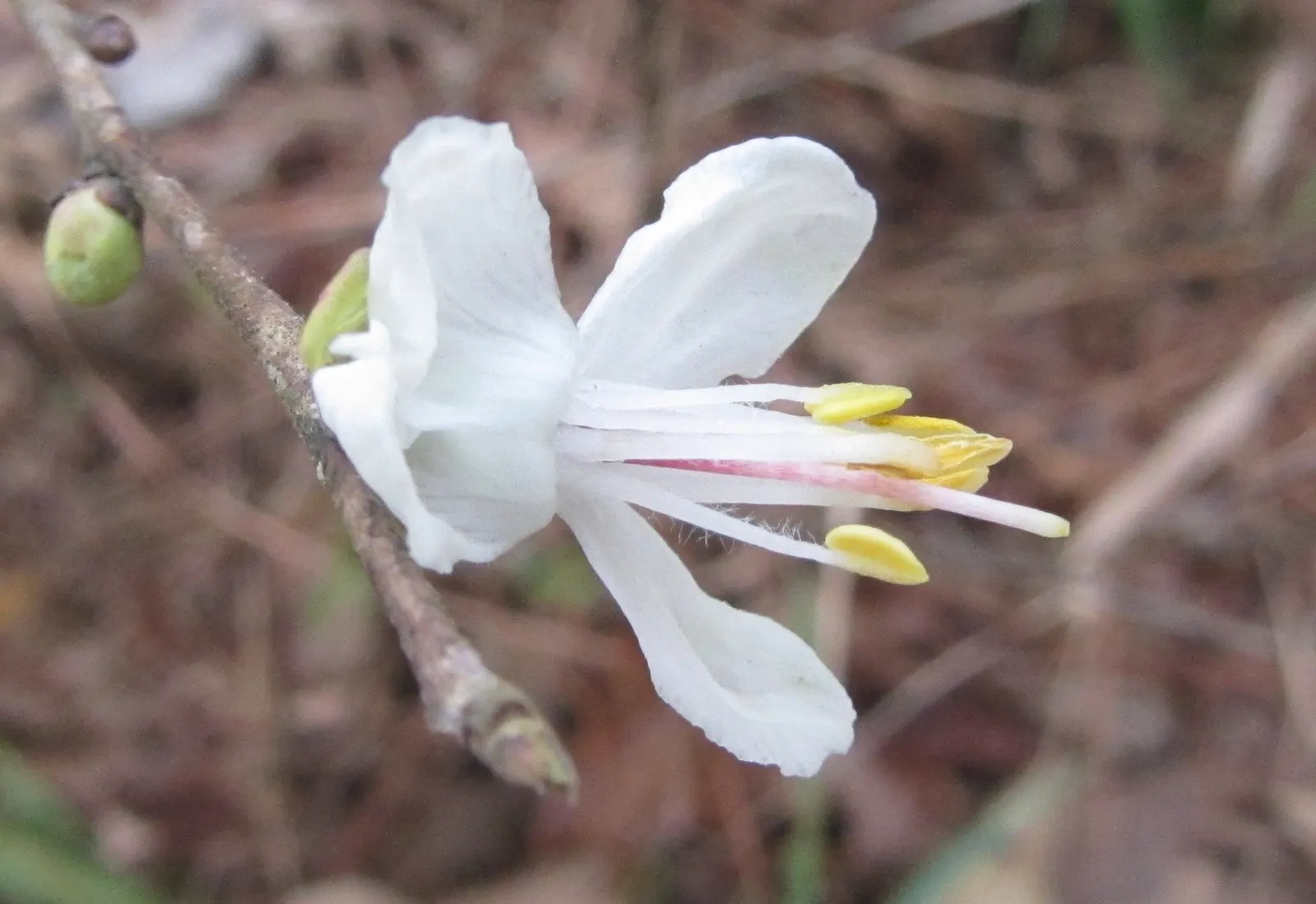 Carolina Silverbell (Halesia Carolina) — scientifically known as Halesia carolina; with bright green leaves that transition to shades of yellow in the fall
