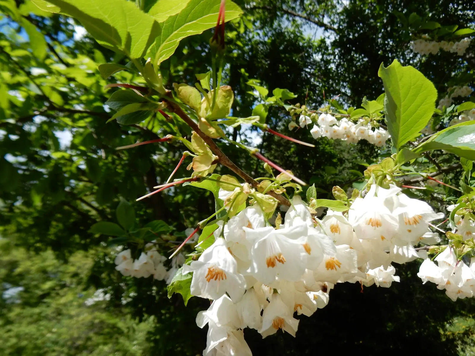 Carolina Silverbell (Halesia Carolina) — the tree forms distinctive