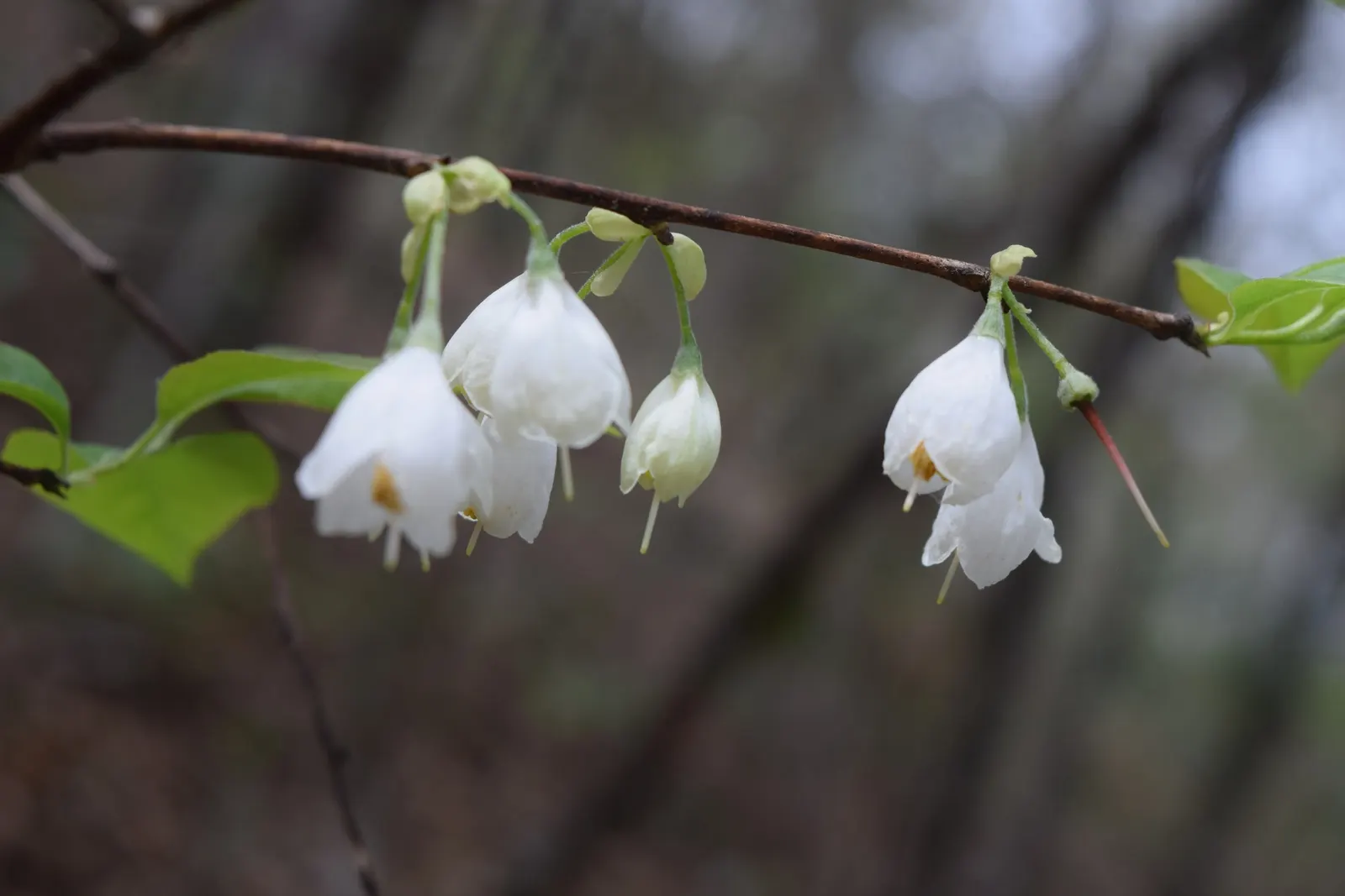 Carolina Silverbell (Halesia Carolina) — Preferring partial sun and moist