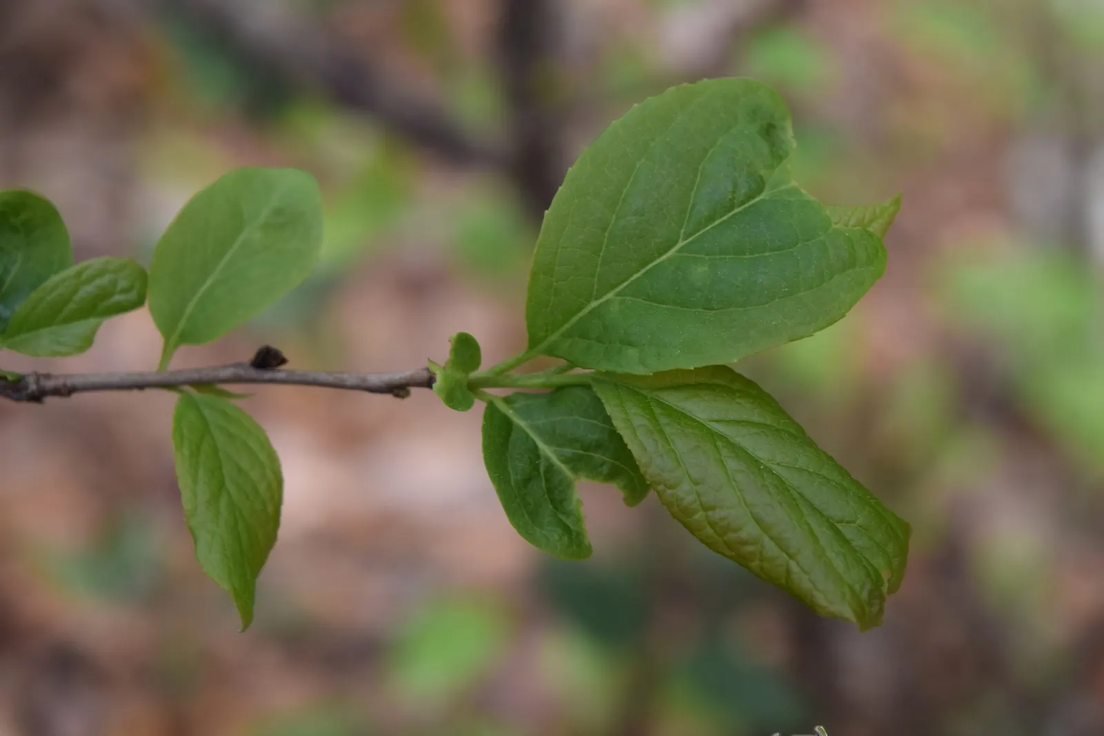Carolina Silverbell (Halesia Carolina) — valued for its superb spring display and attractive foliage