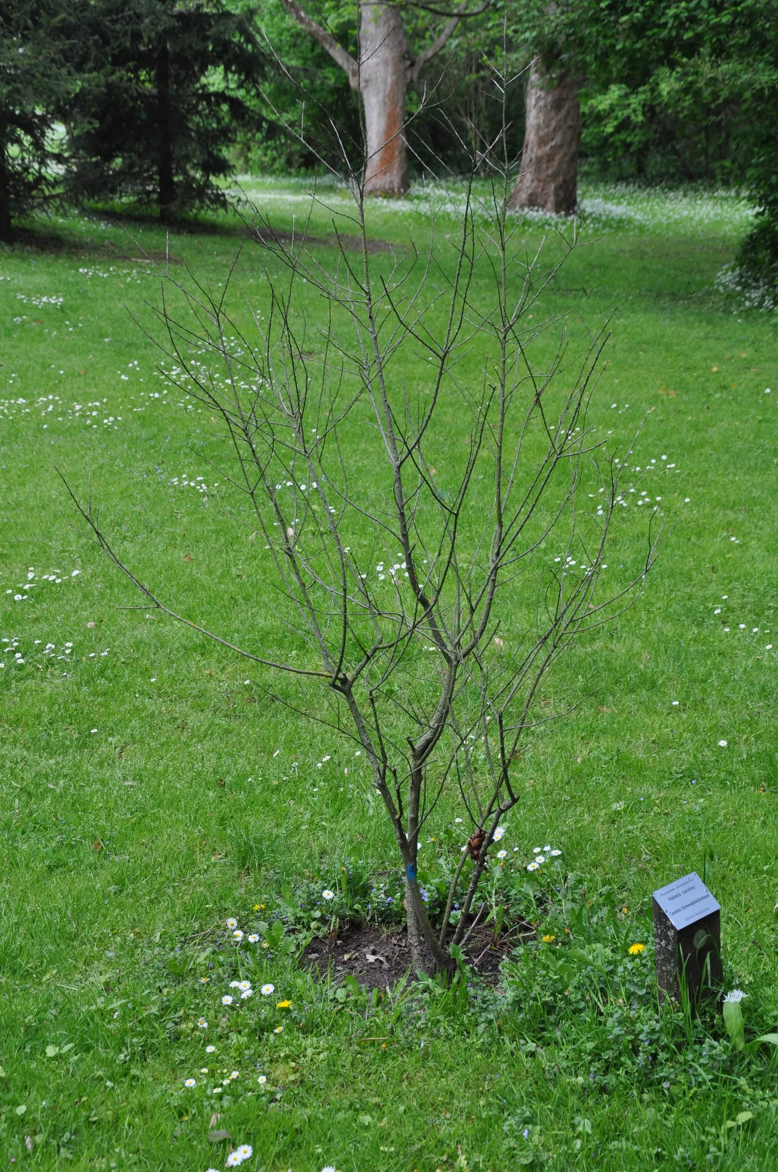 Carolina Silverbell (Halesia Carolina) — Each flower is roughly 1 inch in length and emerges from April to May; adding an eco-friendly aspect to its list of