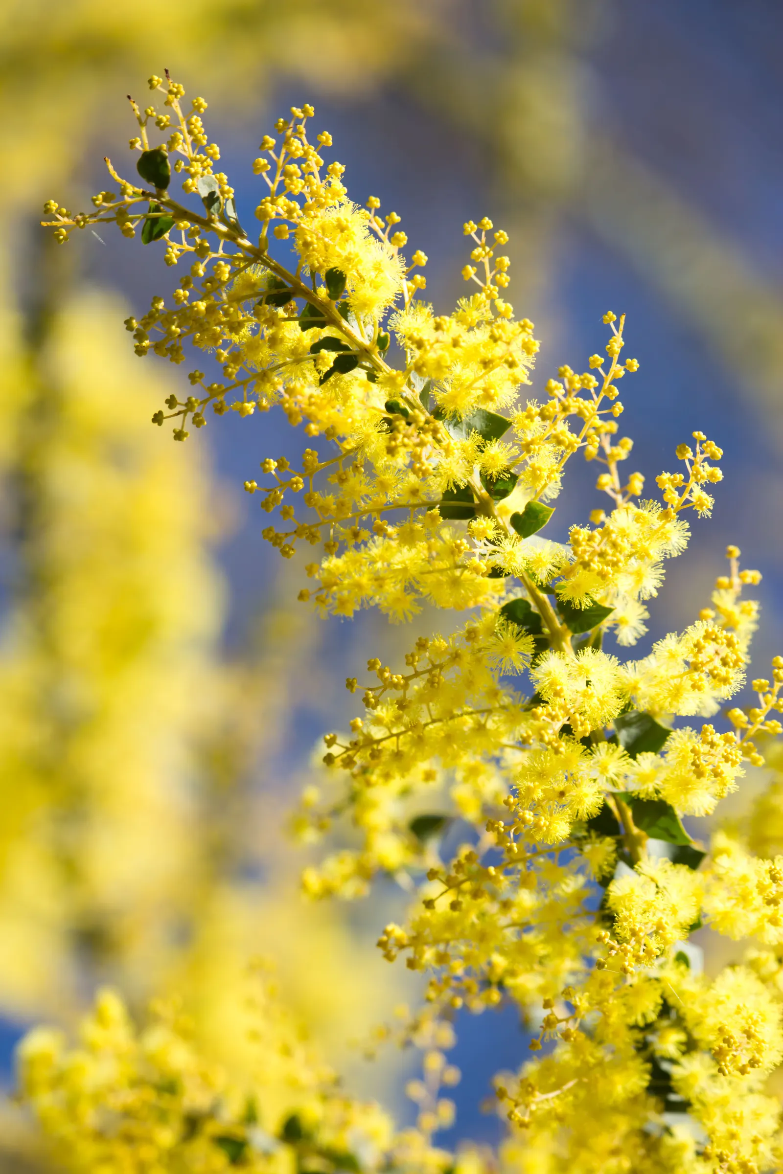 Ovens Wattle (Acacia Pravissima 'Golden Carpet') — These phyllodes lend an interesting texture and color contrast to the landscape year-round