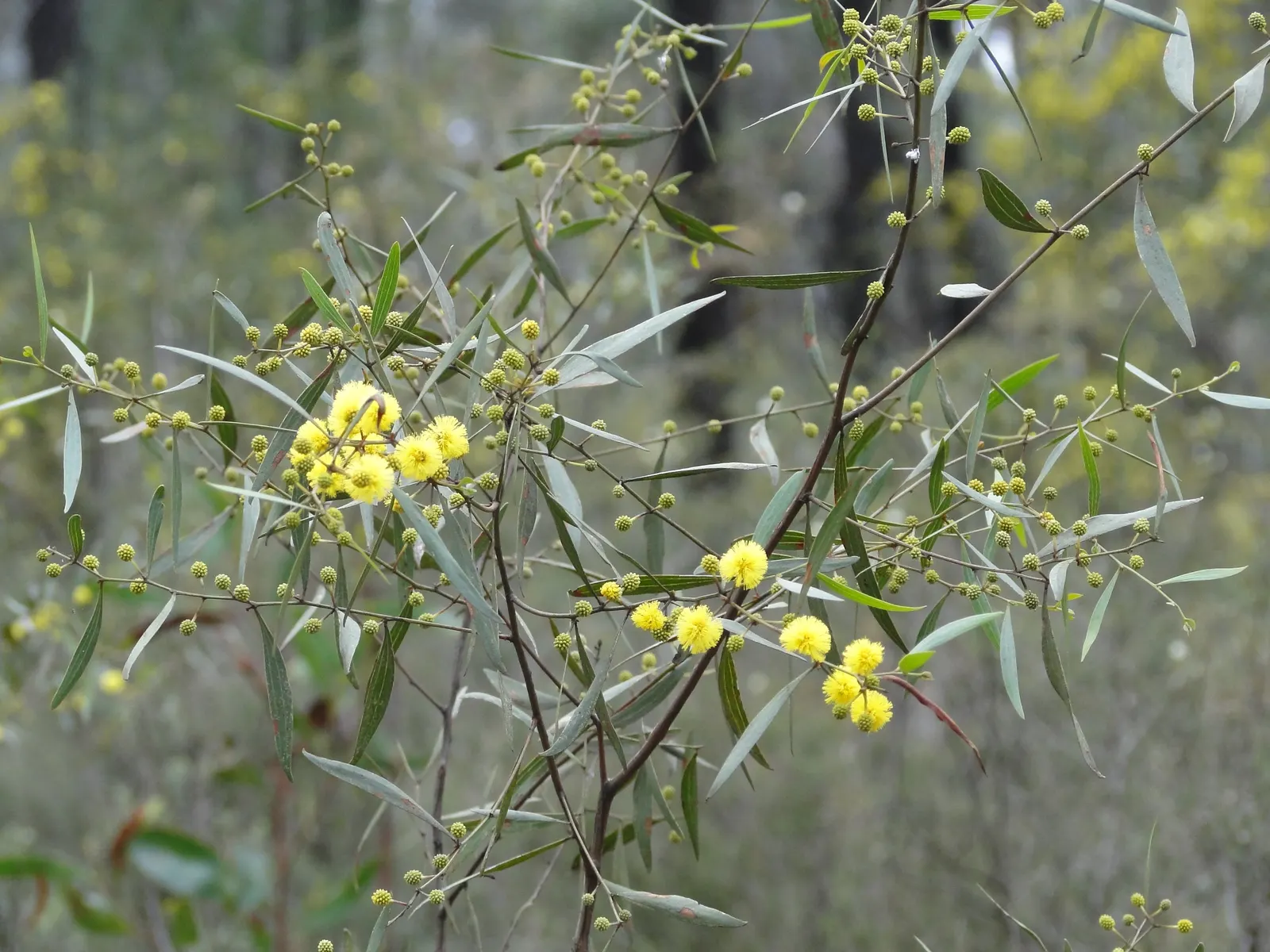 Ovens Wattle (Acacia Pravissima 'Golden Carpet') — Thriving in USDA zones 8-11, it delights with a profusion of bright yellow, fragrant blossoms in early spring