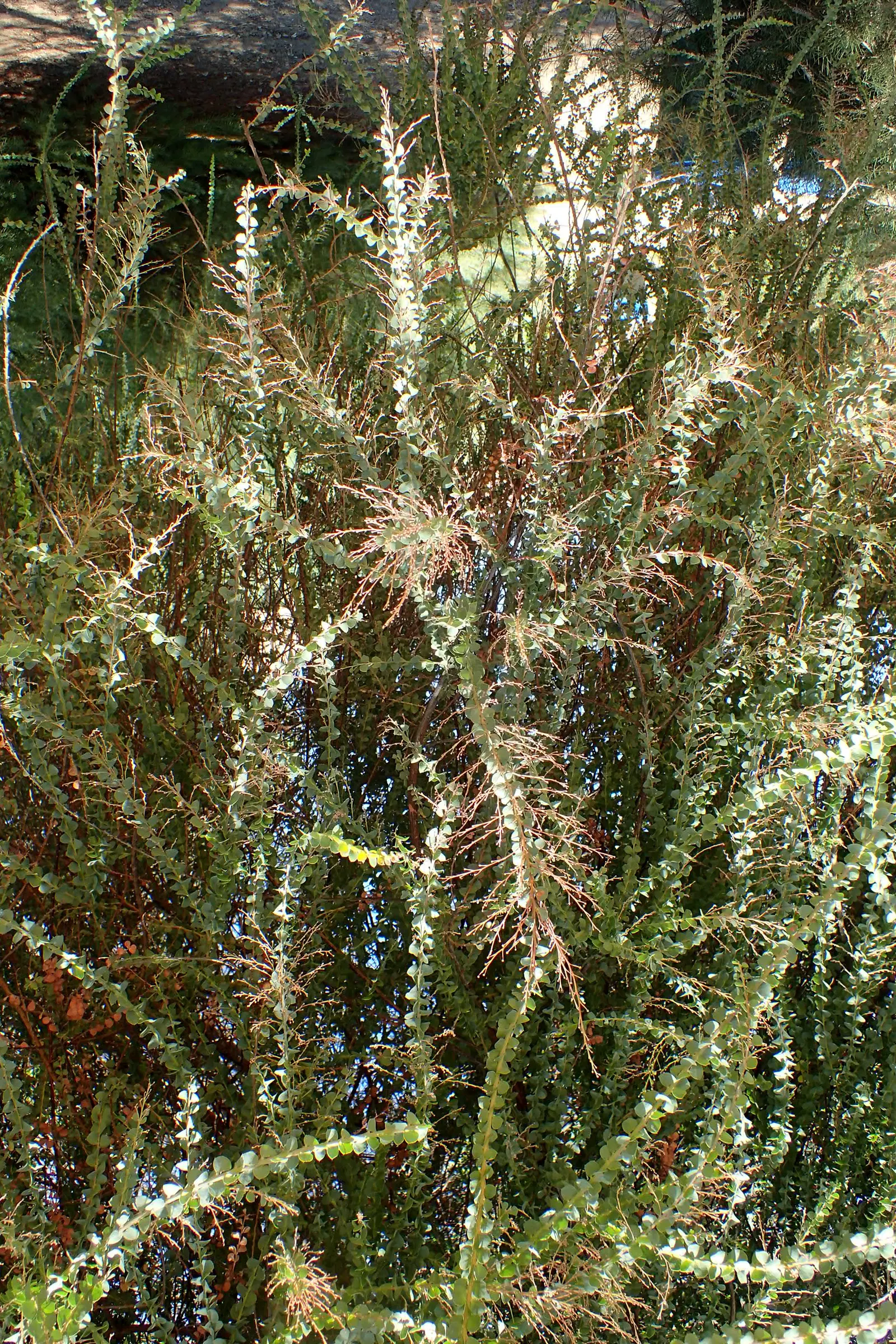Ovens Wattle (Acacia Pravissima 'Golden Carpet') — ideal for landscape designs aimed at achieving a unique visual impact with minimal maintenance
