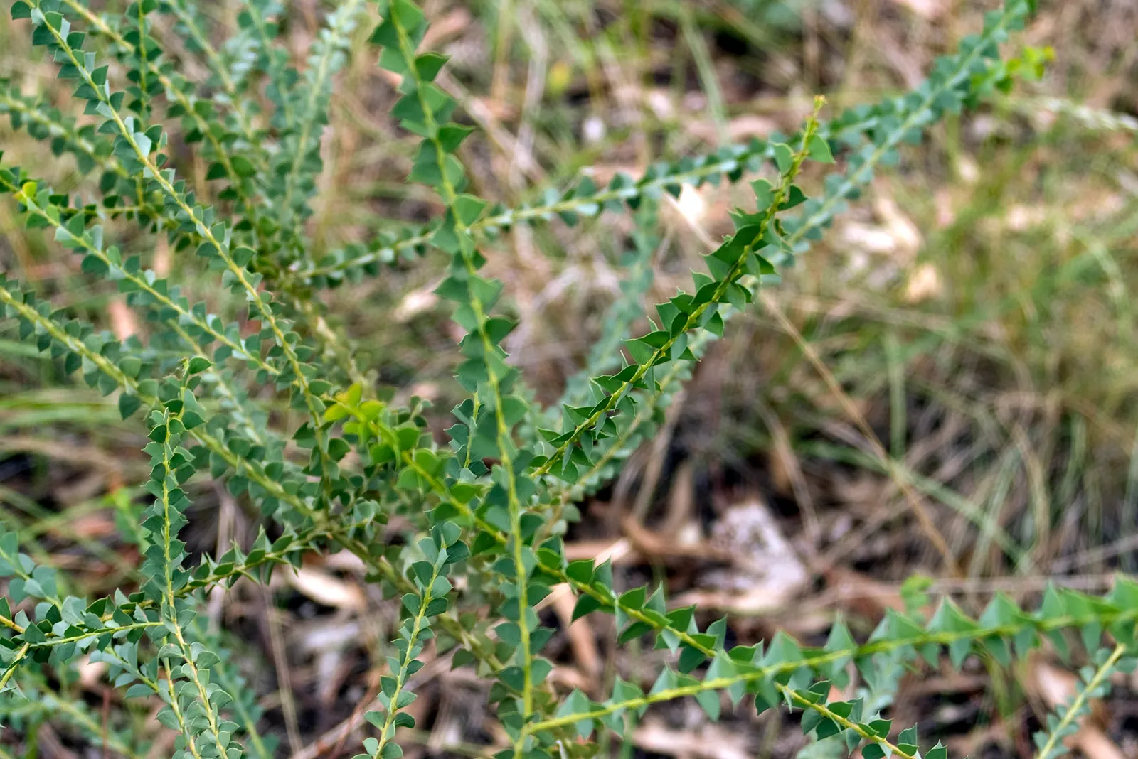 Ovens Wattle (Acacia Pravissima 'Golden Carpet') — globular flower clusters that attract a myriad of pollinators
