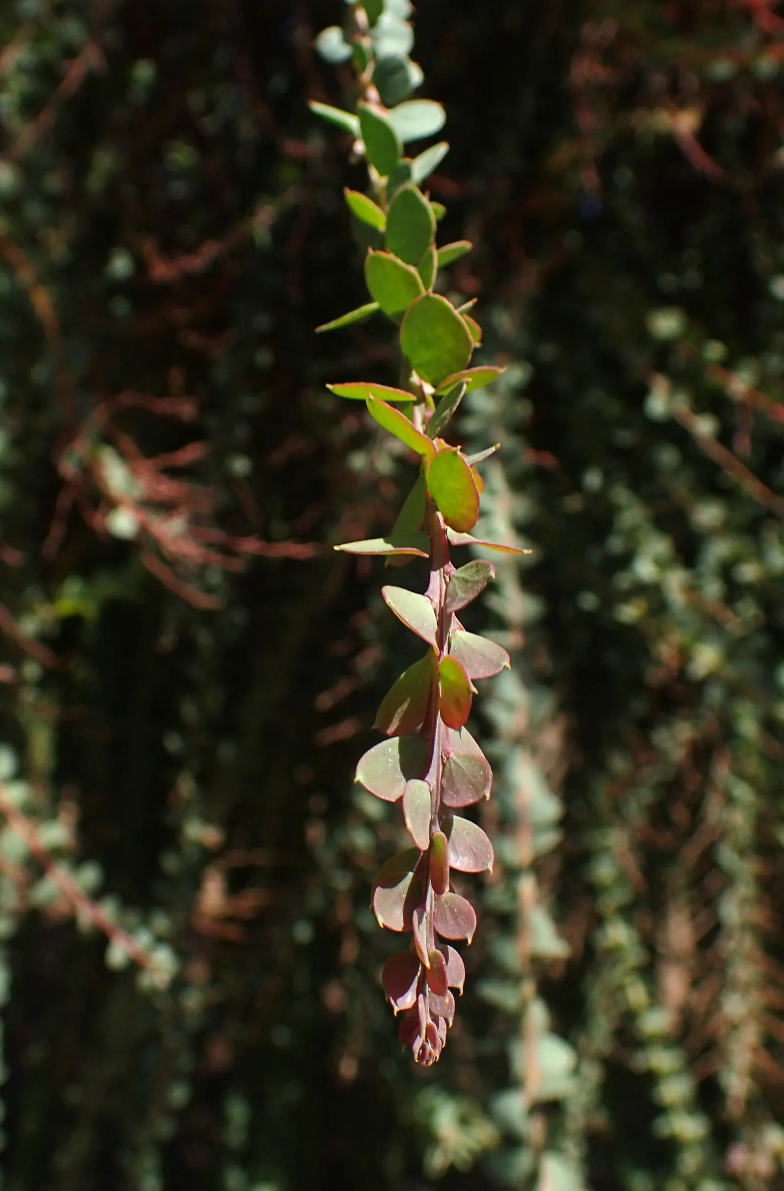 Ovens Wattle (Acacia Pravissima 'Golden Carpet') — commonly referred to as Ovens Wattle