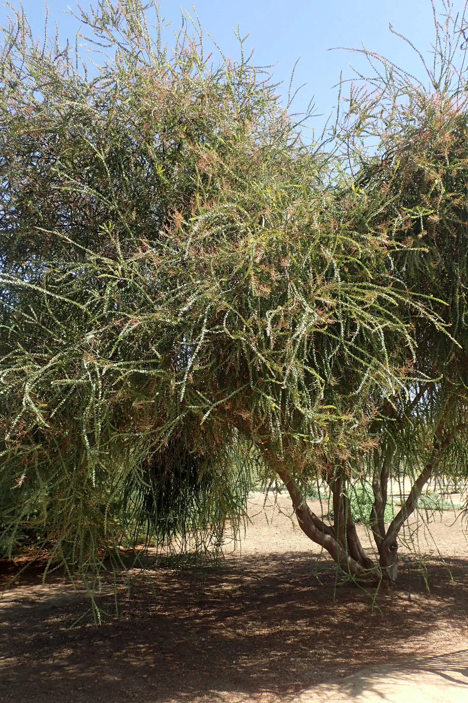 Ovens Wattle (Acacia Pravissima 'Golden Carpet') — which are actually modified stems called phyllodes