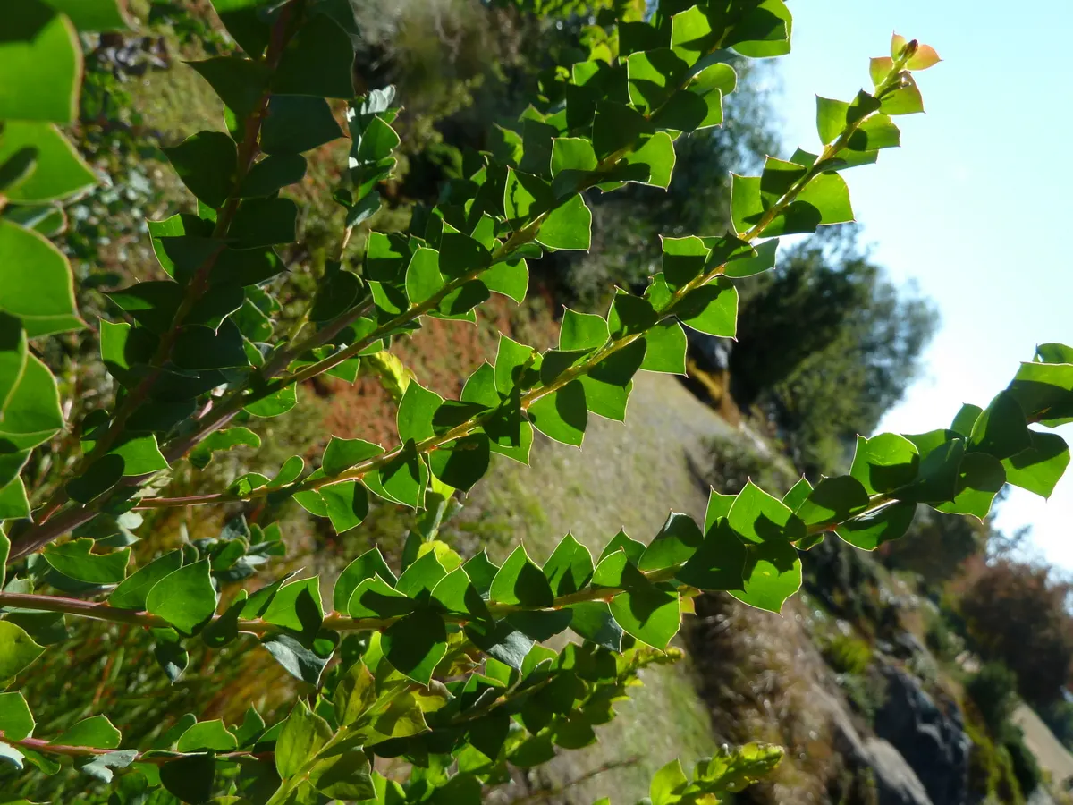 Ovens Wattle (Acacia Pravissima 'Golden Carpet') — is a captivating low-spreading ground cover variant of the Acacia pravissima species