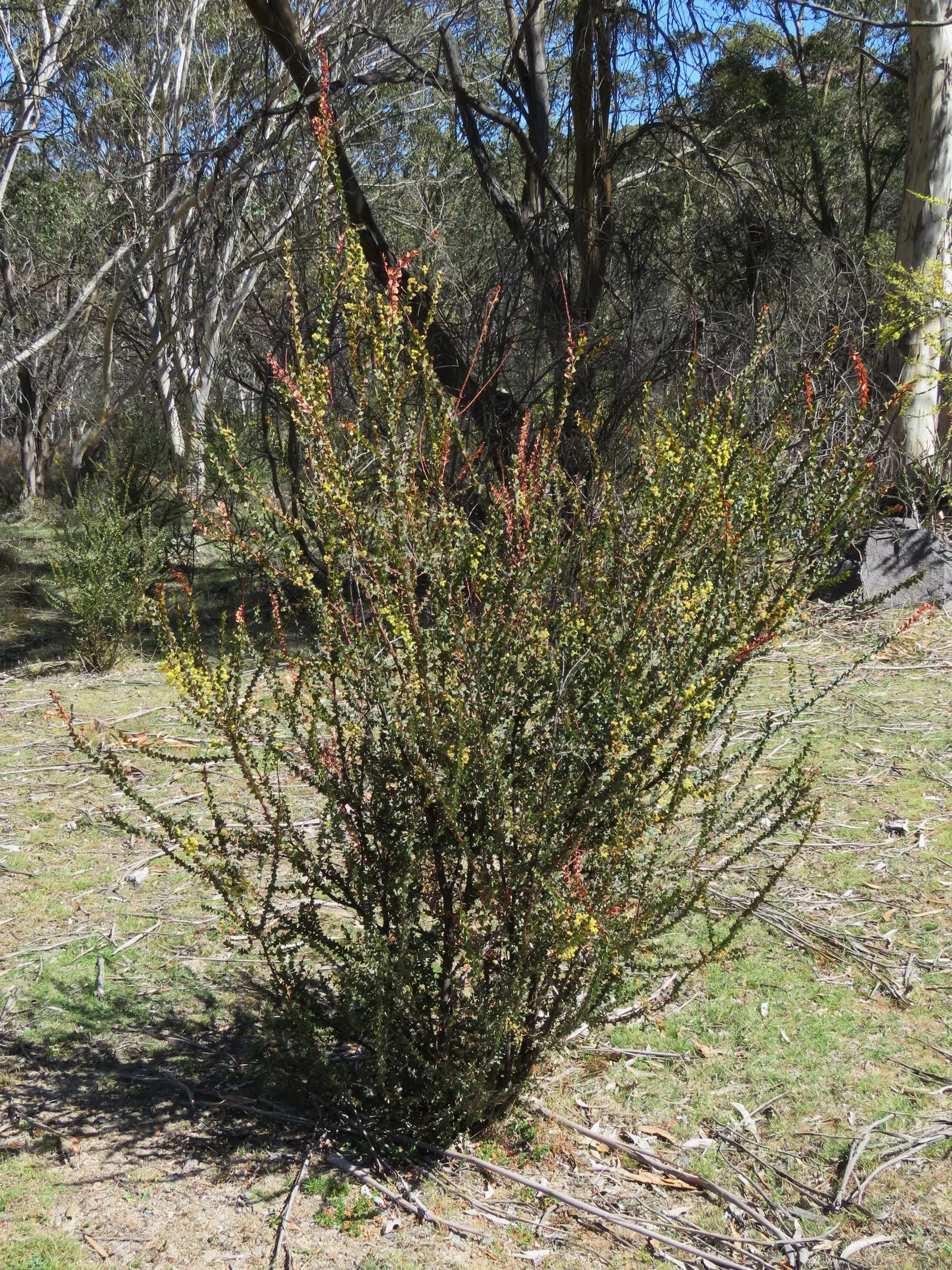 Ovens Wattle (Acacia Pravissima 'Golden Carpet') — adding texture and year-round interest to any garden landscape