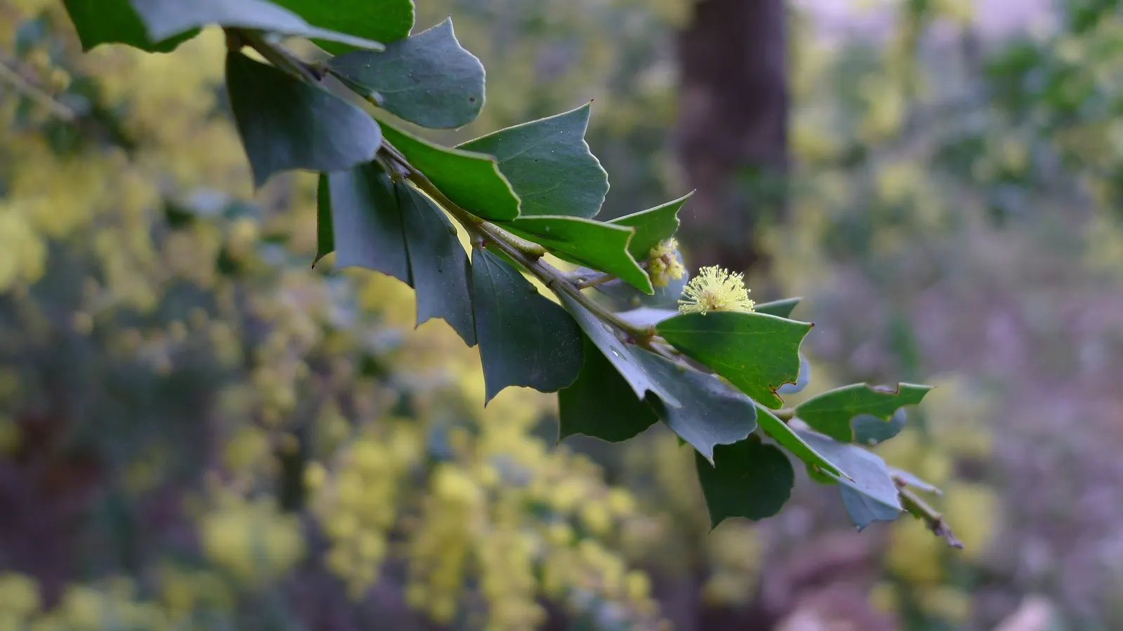 Ovens Wattle (Acacia Pravissima 'Golden Carpet') — this shrub bursts into vibrant life