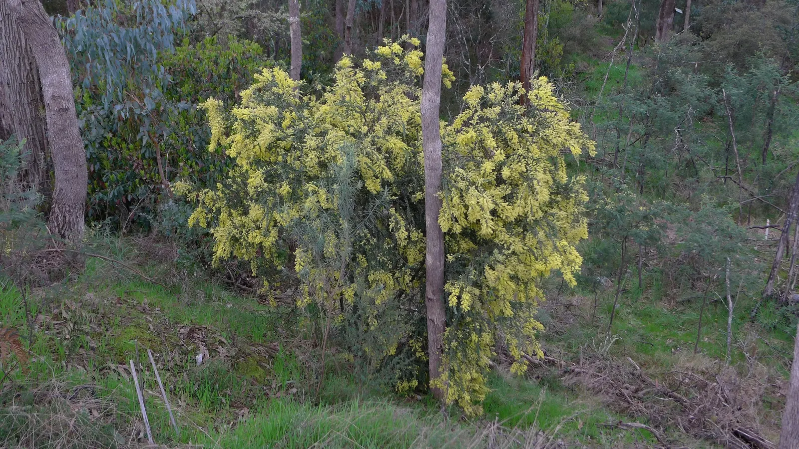 Ovens Wattle (Acacia Pravissima 'Golden Carpet') — adding activity and biodiversity to the garden.<br><br>Preferring full sun to partial shade