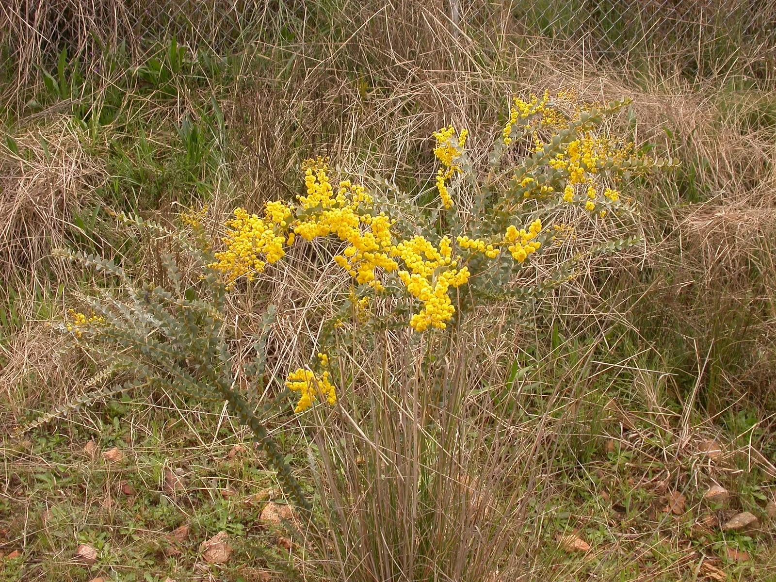 Ovens Wattle (Acacia Pravissima 'Golden Carpet') — tolerating both drought and frost once established