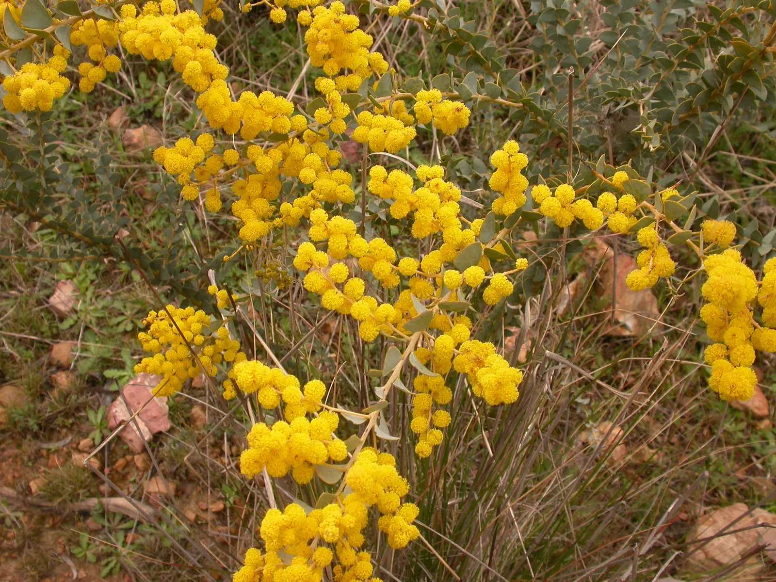 Ovens Wattle (Acacia Pravissima 'Golden Carpet') — creating a lush golden carpet when in full bloom.<br><br>Notable for its unusual foliage