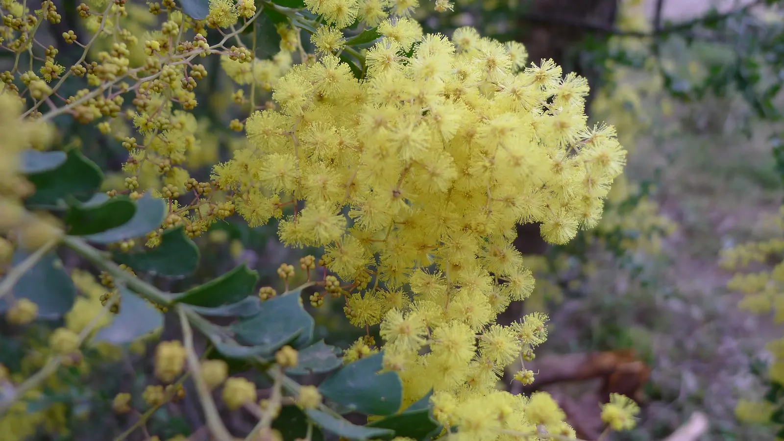 Ovens Wattle (Acacia Pravissima 'Golden Carpet') — making it a resilient choice for various landscapes