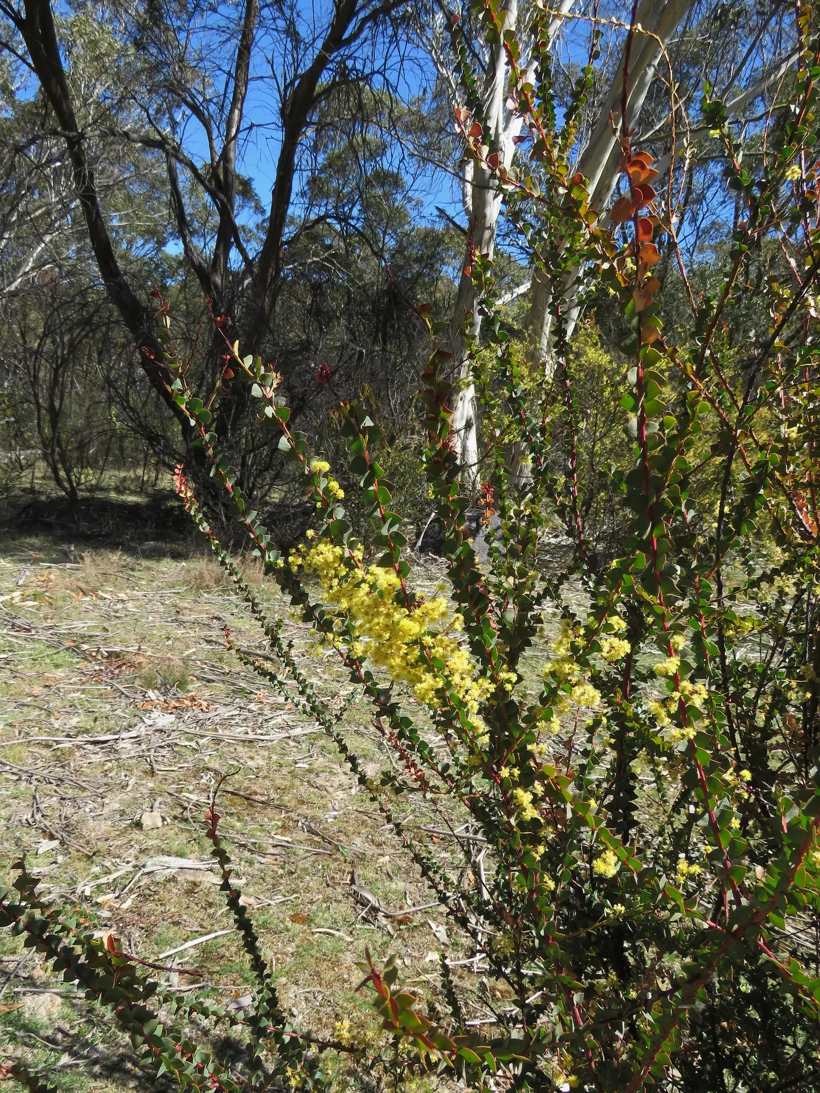 Ovens Wattle (Acacia Pravissima 'Golden Carpet') — In late winter to early spring
