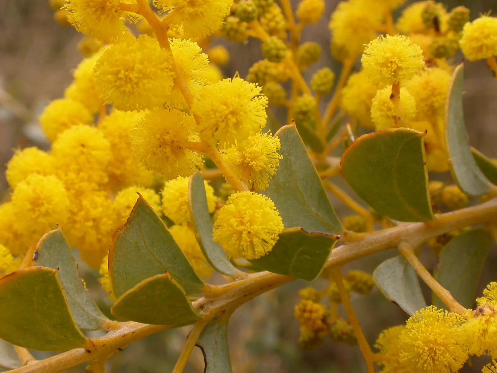 Ovens Wattle (Acacia Pravissima 'Golden Carpet') — the Golden Carpet thrives in USDA hardiness zones 8 to 11