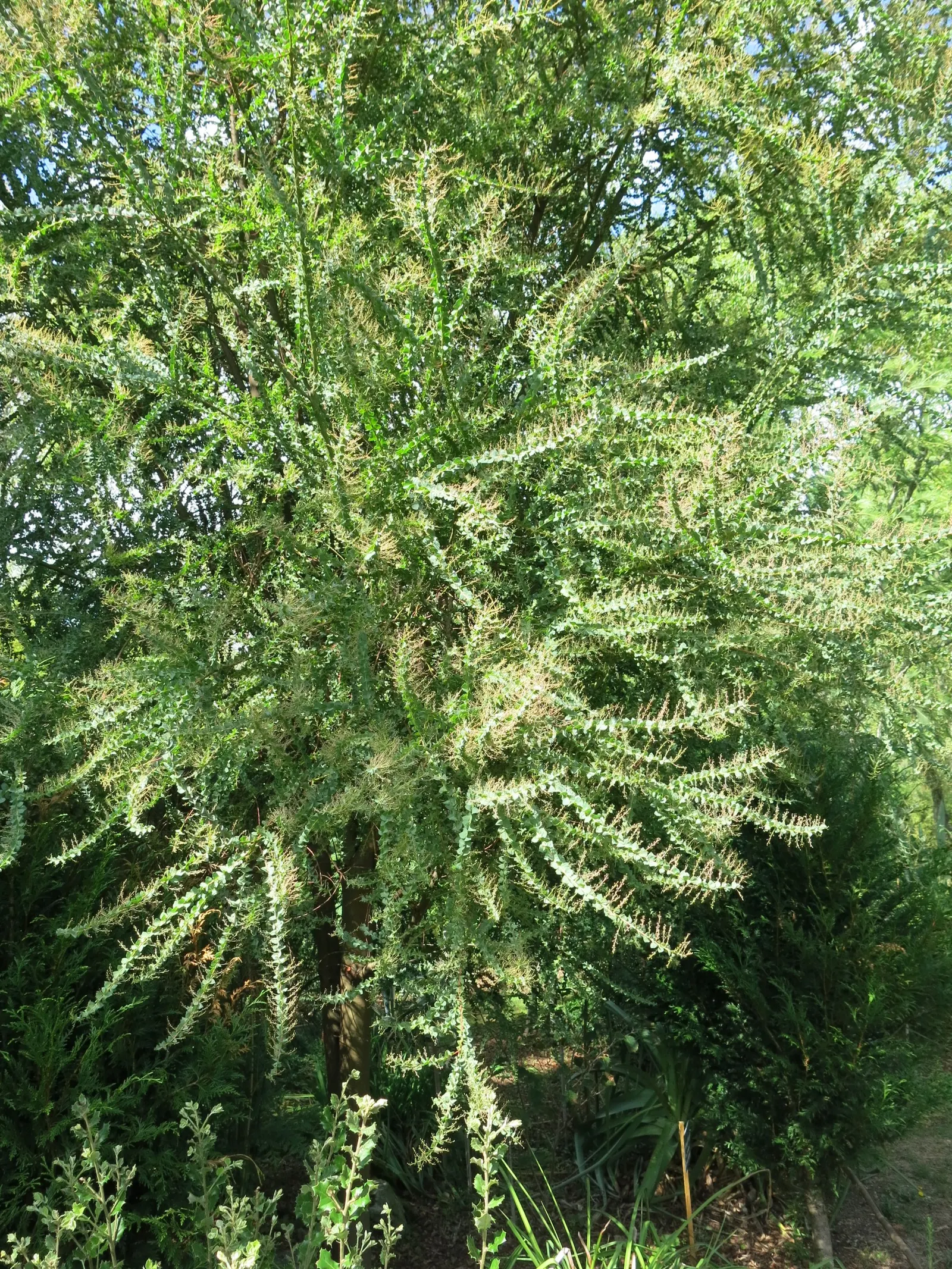 Ovens Wattle (Acacia Pravissima 'Golden Carpet') — sun-loving Australian native offers fine