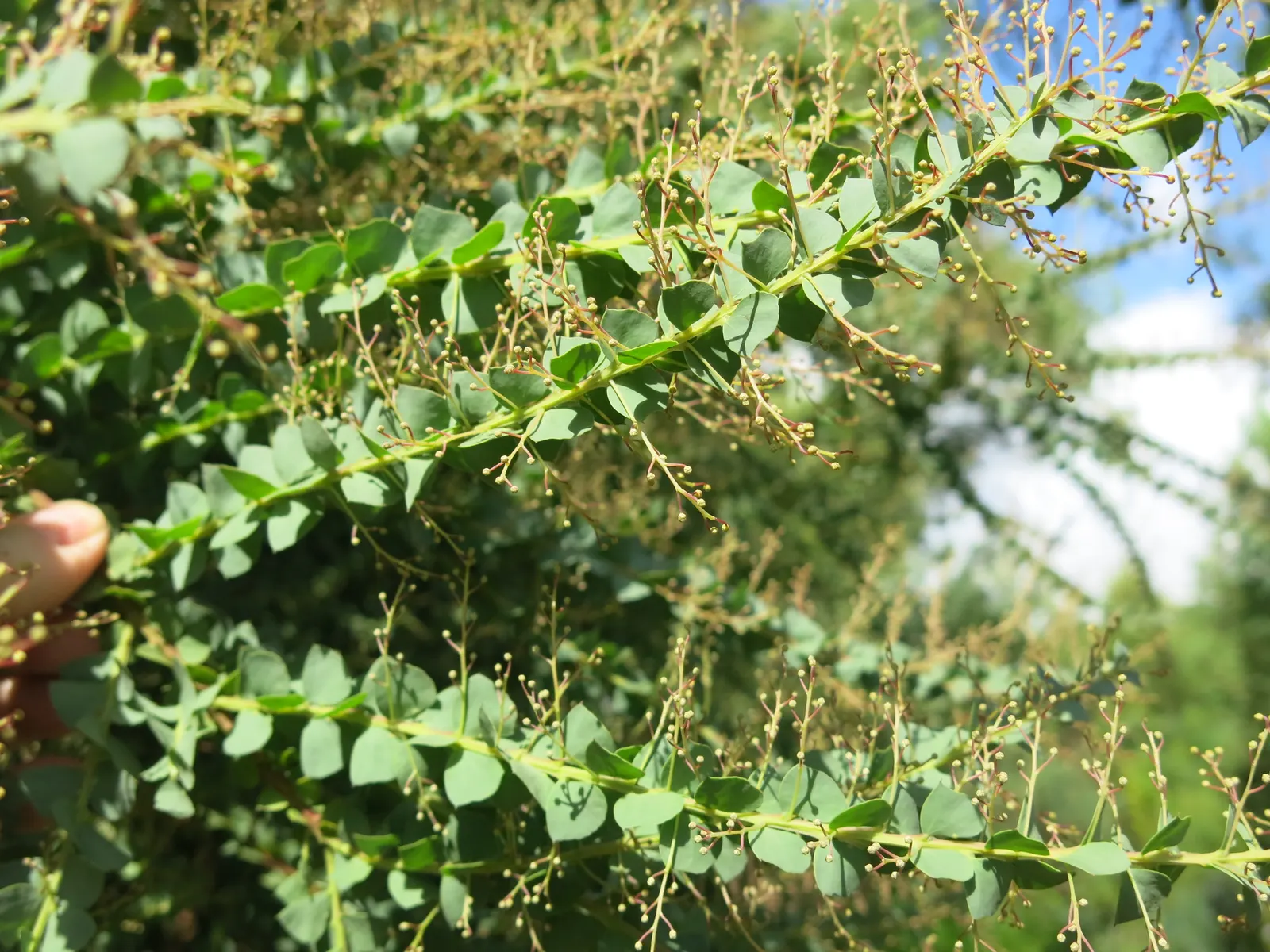 Ovens Wattle (Acacia Pravissima 'Golden Carpet') — Ideal as a ground cover, it stretches up to 10 feet wide and reaches a height of 1-2 feet