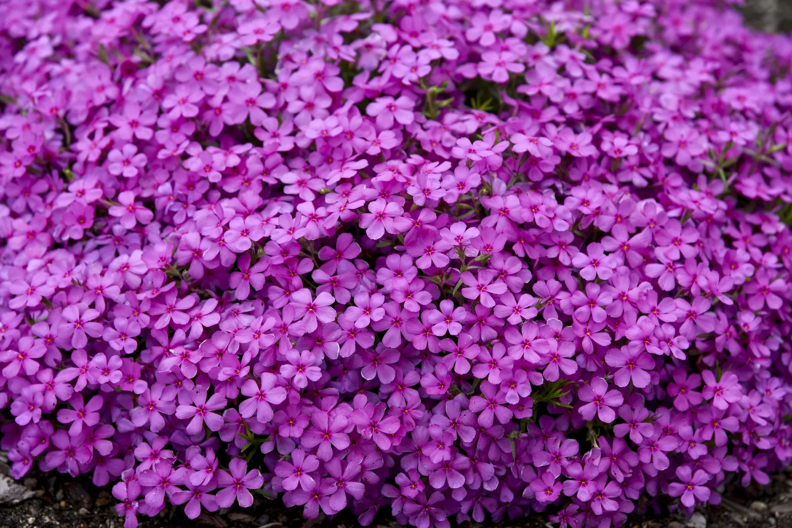 'Ruby Riot' Hybrid Spring Phlox (Phlox hybrid) — The Phlox hybrid 'Ruby Riot' is a low