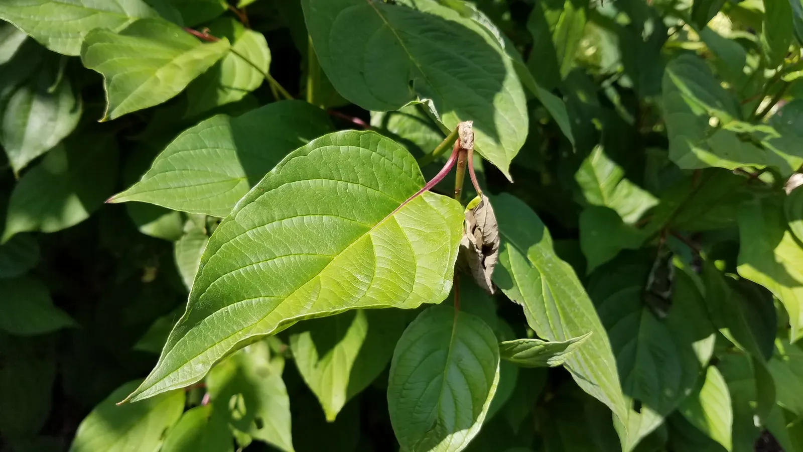 Bailey's Twisted Dogwood (Cornus Sericea 'Baileyi') — The Bailey's Twisted Dogwood (Cornus sericea 'Baileyi') is a striking deciduous shrub featuring
