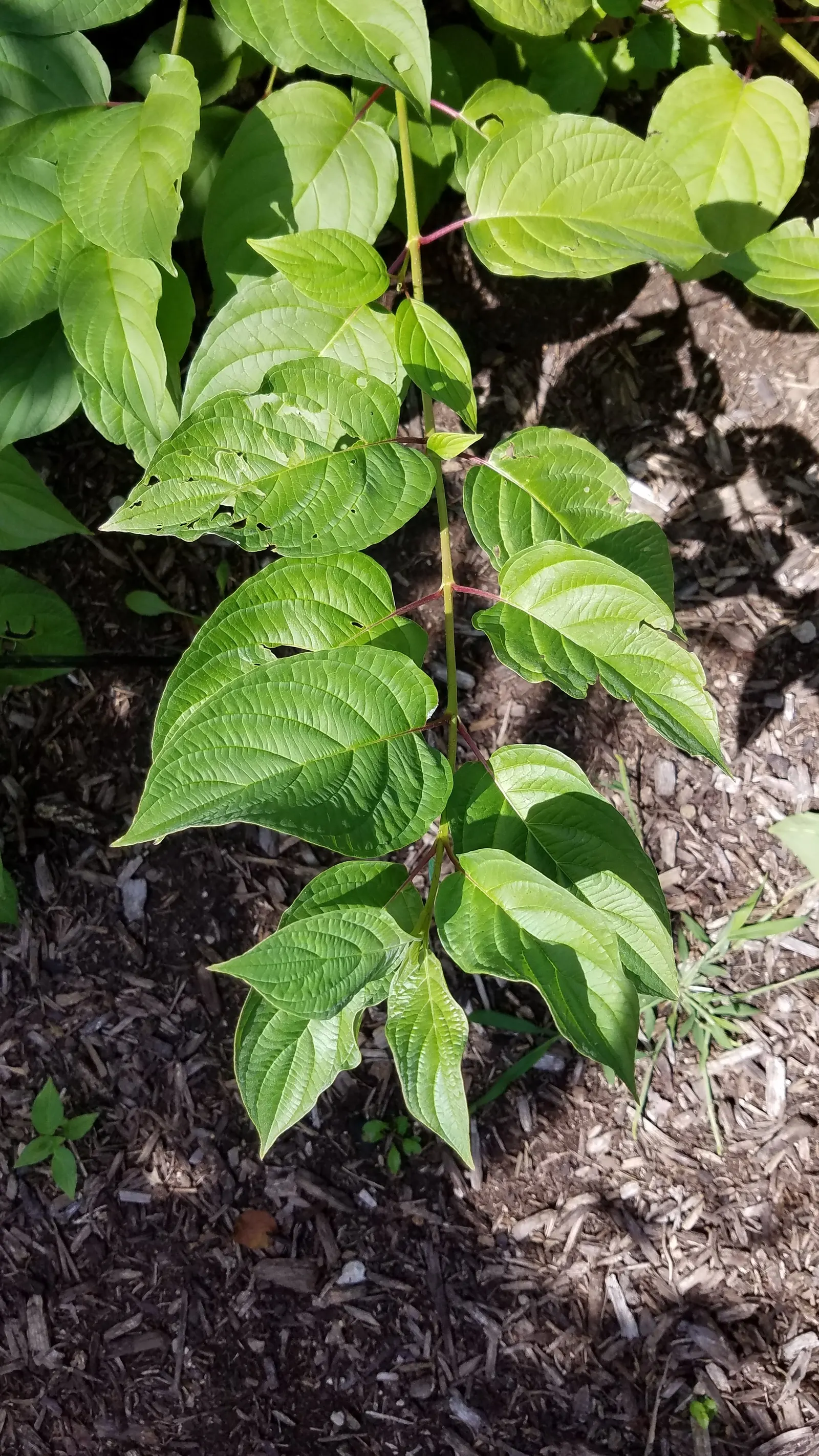 Bailey's Twisted Dogwood (Cornus Sericea 'Baileyi') — spiral branches that add winter interest