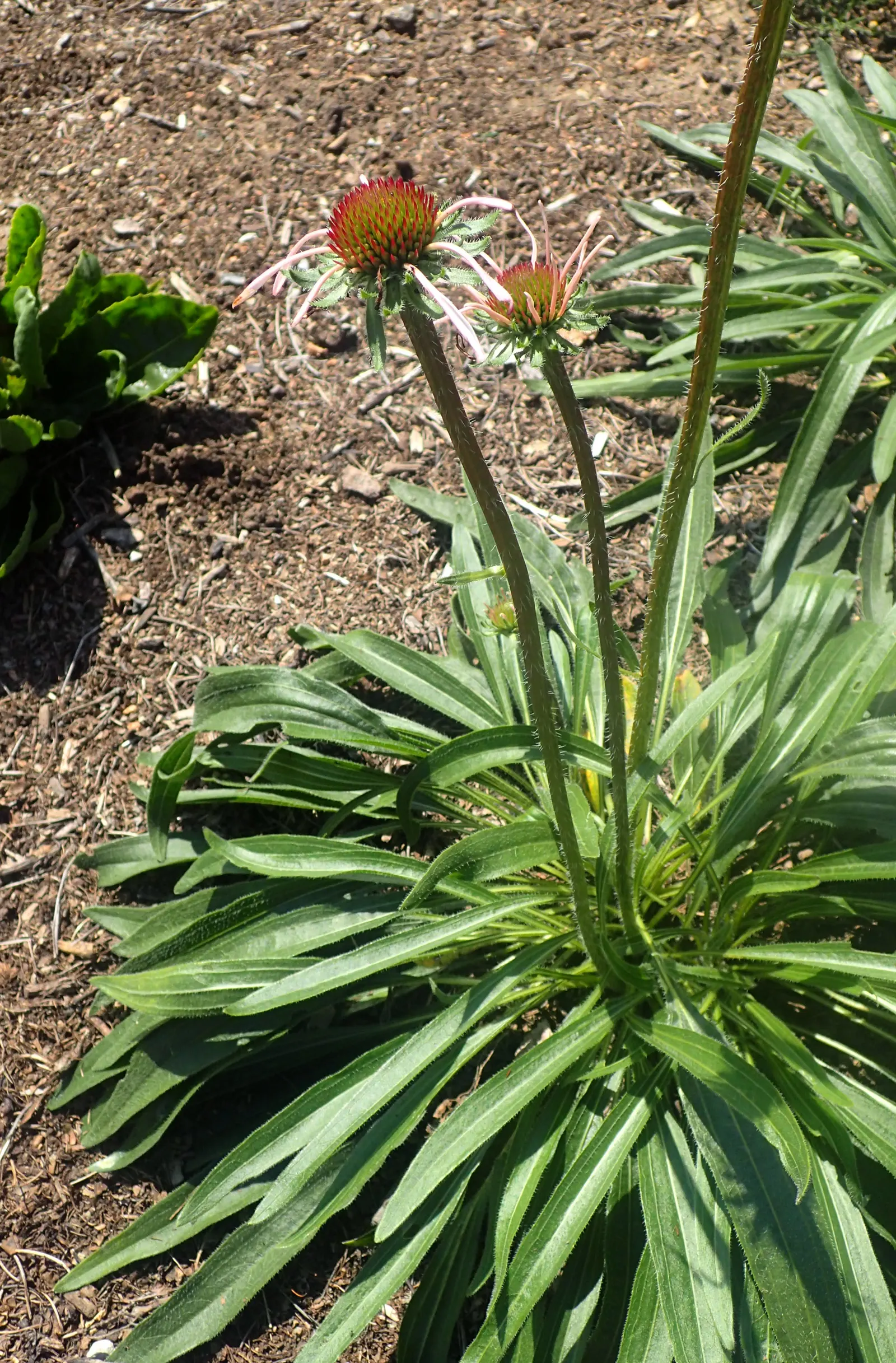 Pale Purple Coneflower (Echinacea Pallida) — Blooms adorn the plant from early to late summer; drooping pale pink to purple petals that surround a prominent