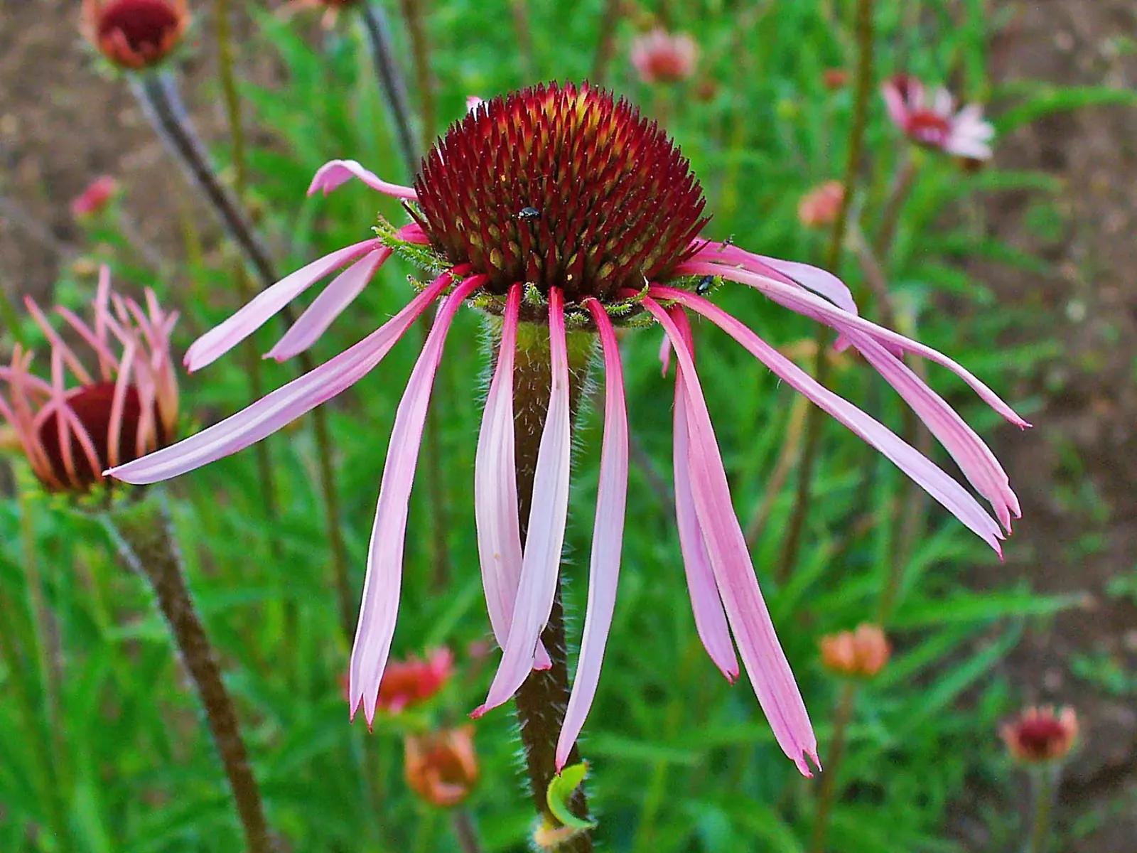 Pale Purple Coneflower (Echinacea Pallida) — Echinacea pallida reaches a stately height of 2 to 3 feet