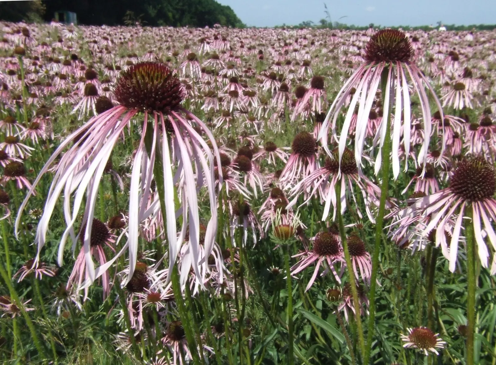 Pale Purple Coneflower (Echinacea Pallida) — It typically reaches 2 to 3 feet in height and spreads up to 18 inches wide