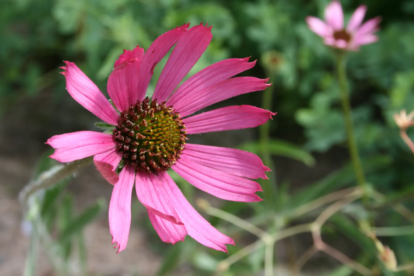 Pale Purple Coneflower (Echinacea Pallida) — is a hardy perennial that introduces a wild