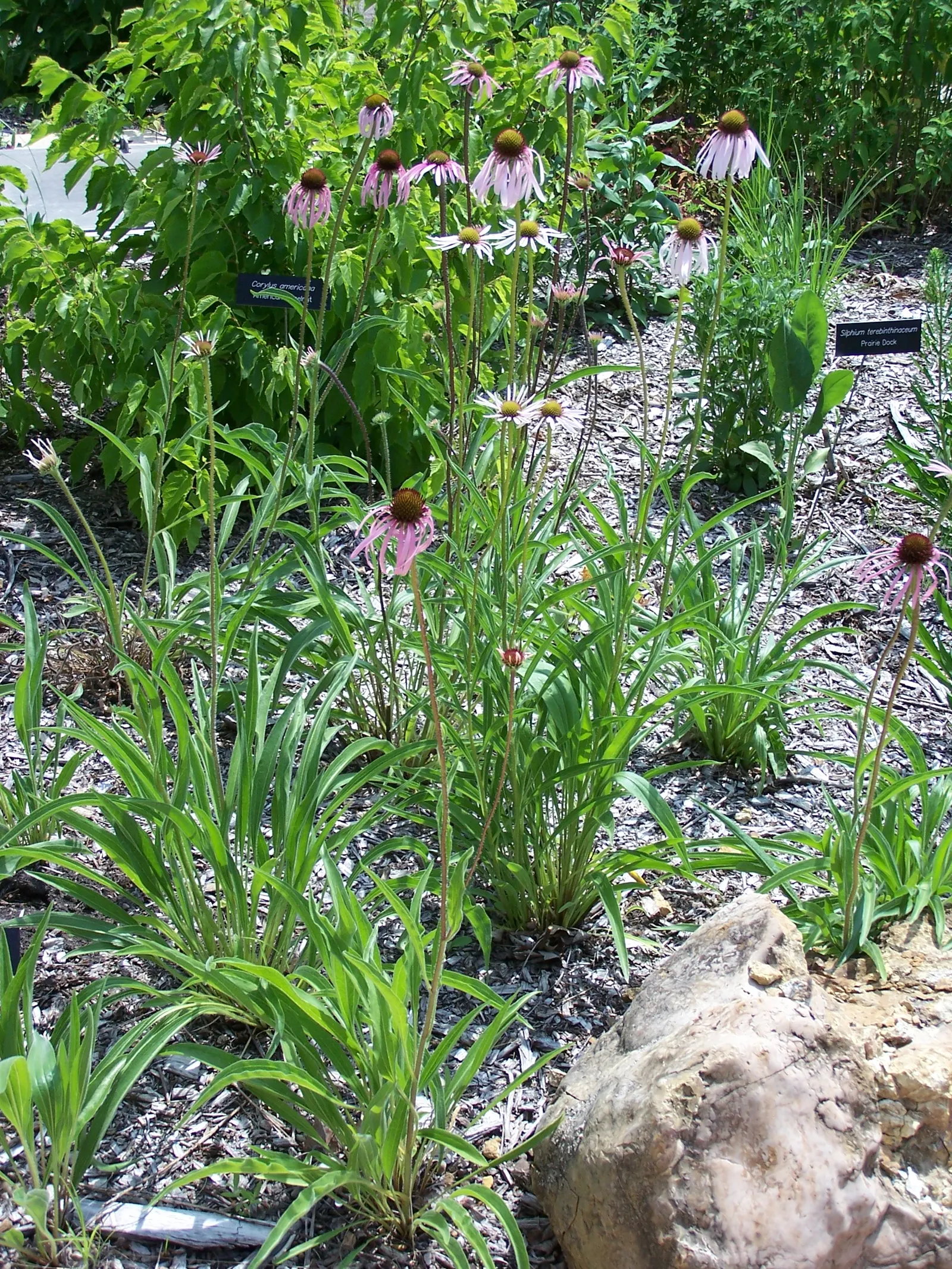 Pale Purple Coneflower (Echinacea Pallida) — perennial with multi-colored and pink and purple blooms