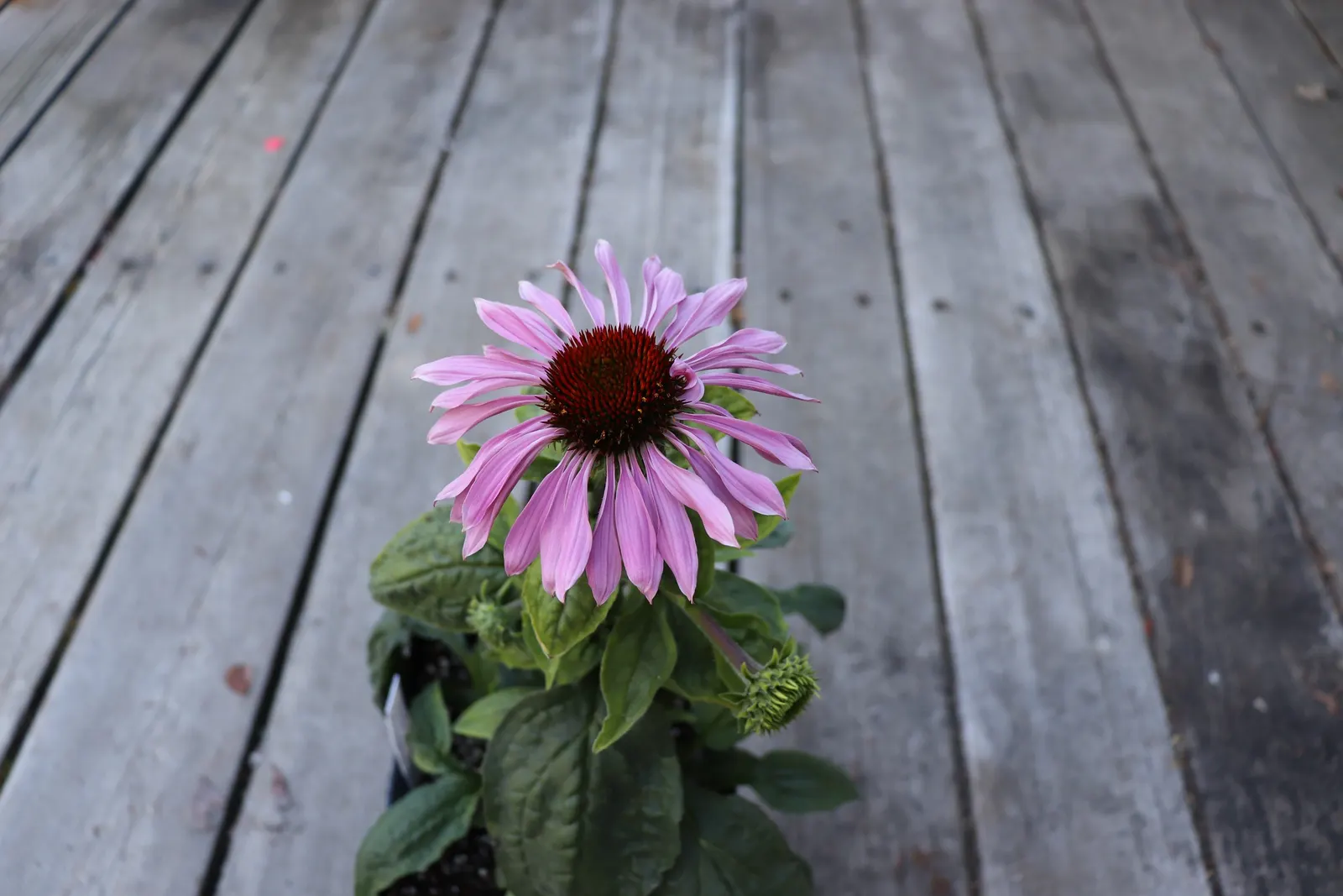 Pale Purple Coneflower (Echinacea Pallida) — This drought-tolerant native thrives in full sun to light shade and well-drained soils