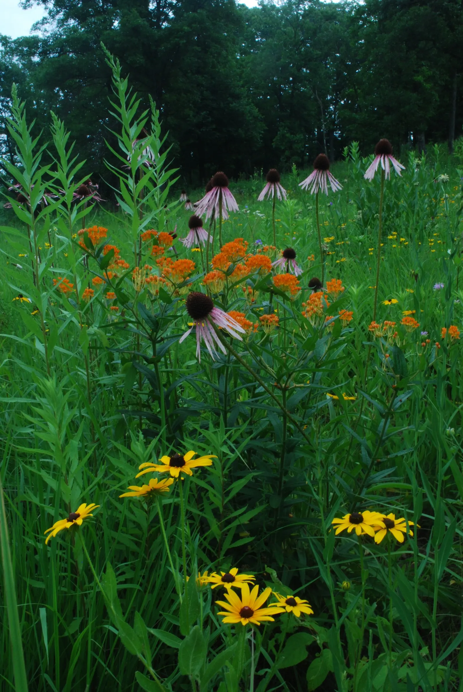 Pale Purple Coneflower (Echinacea Pallida) — is a hardy perennial that introduces a wild; is a resilient perennial treasured for its slender
