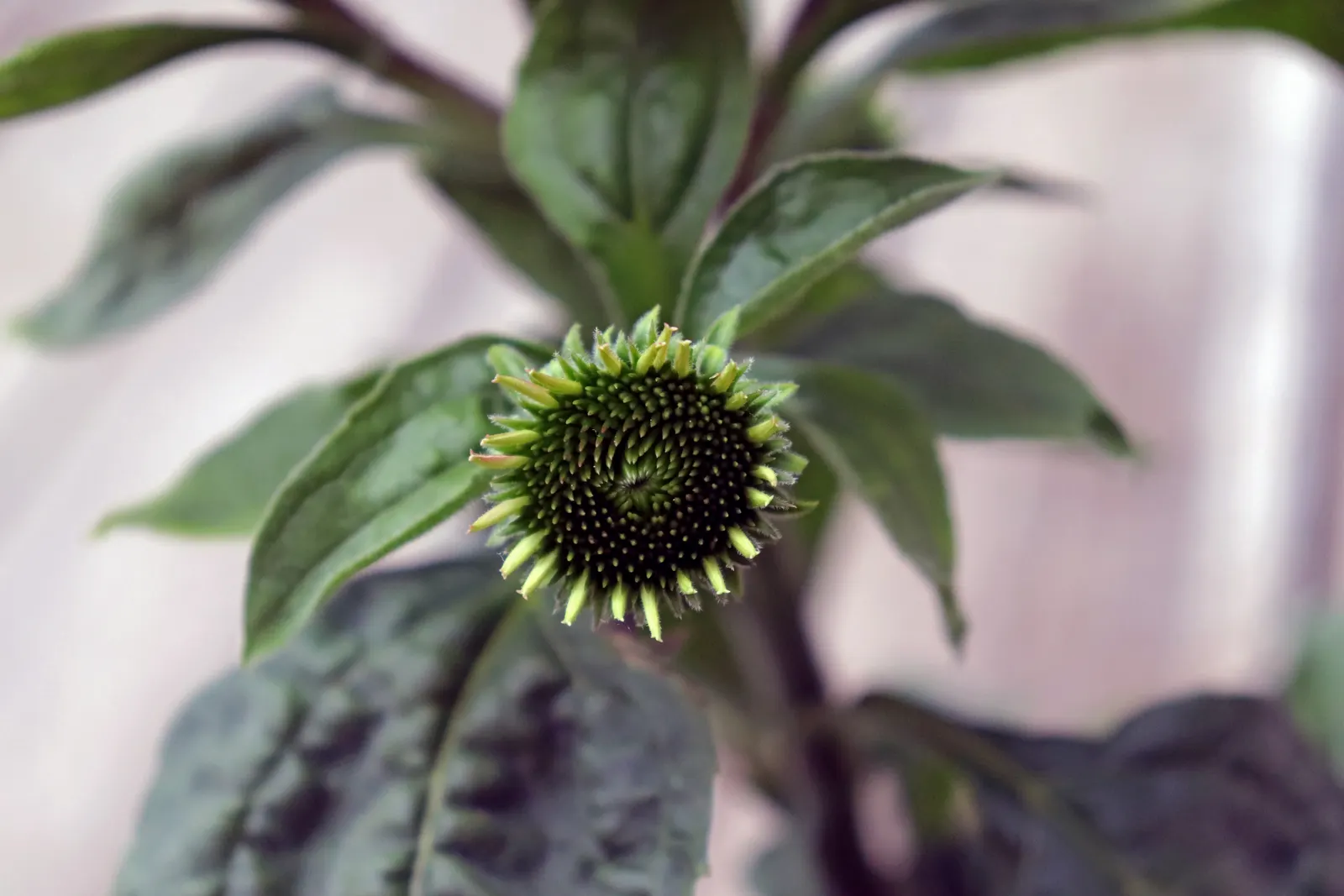 Pale Purple Coneflower (Echinacea Pallida) — natural charm to any landscape; is a hardy perennial that introduces a wild