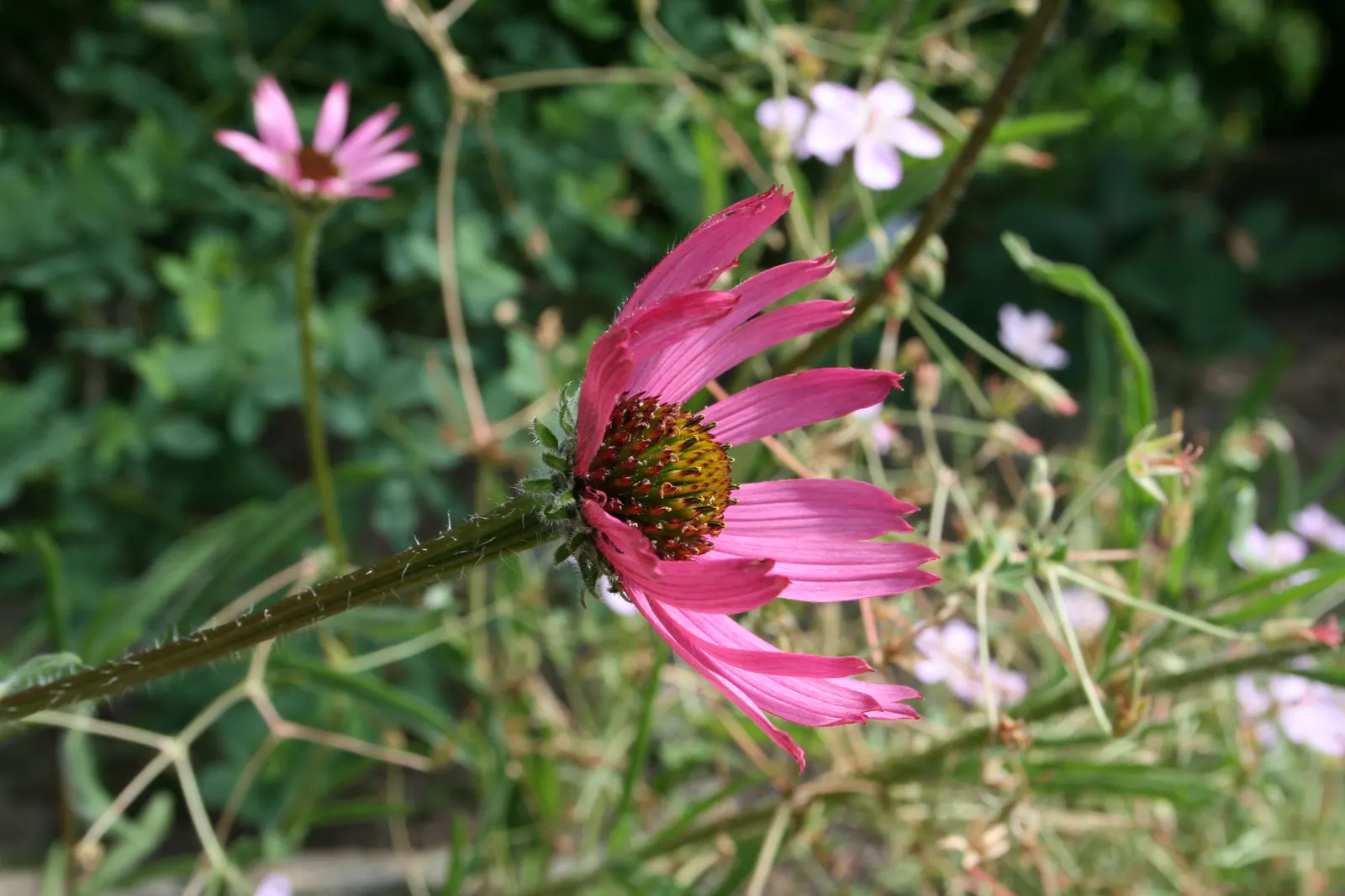 Pale Purple Coneflower (Echinacea Pallida) — this plant demands well-drained soil and tolerates drought