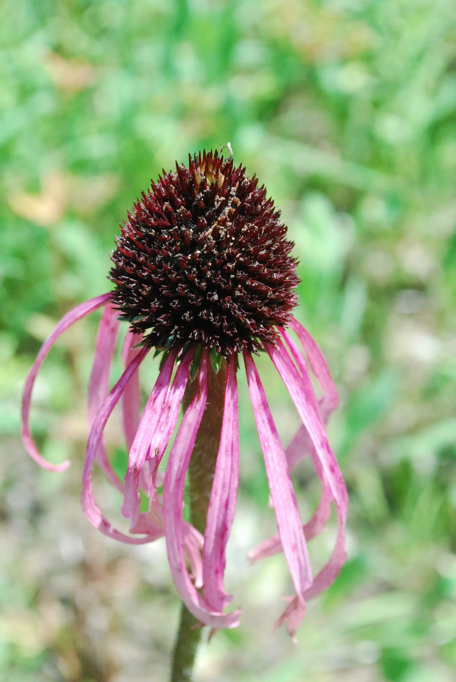 Pale Purple Coneflower (Echinacea Pallida) — scientifically known as Echinacea pallida; consider spacing plants about 1.5 to 2 feet apart