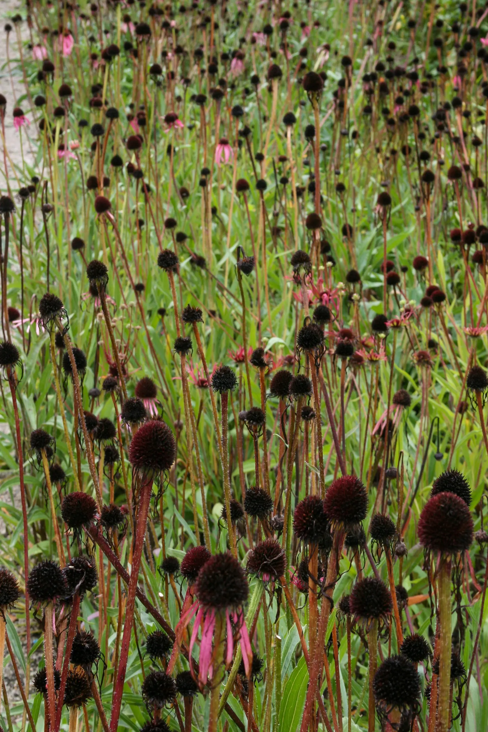 Pale Purple Coneflower (Echinacea Pallida) — with a spread of 0.5 to 1.5 feet